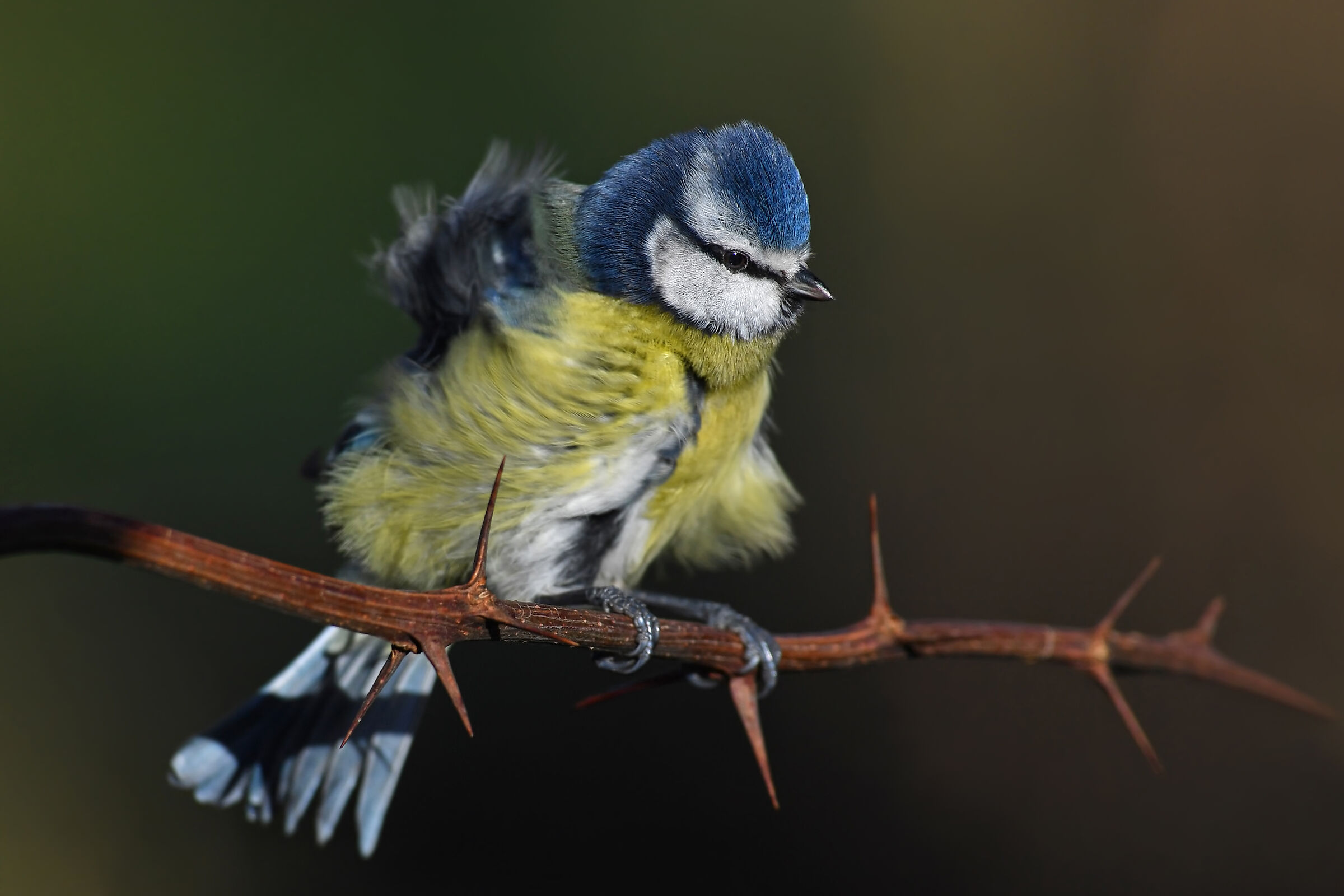 shrug... Feather Stories 7