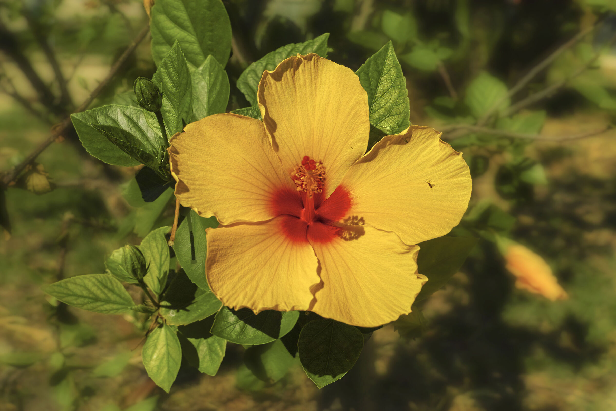 Ibisco hawaiano, ospite in  Italia...