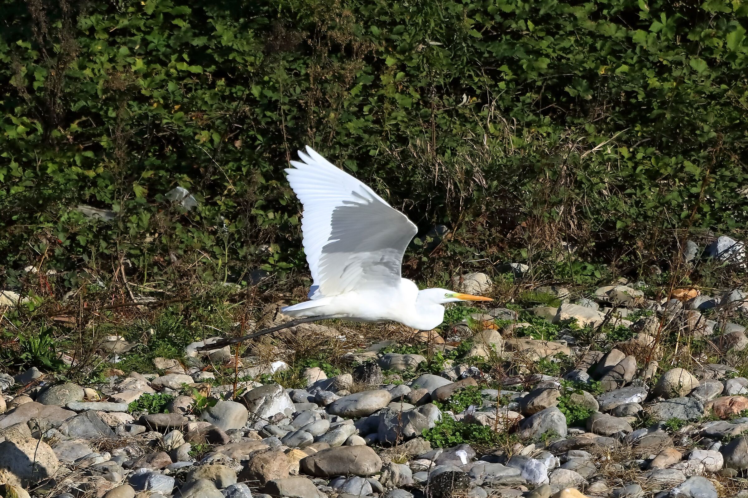 Airone BM 13-11-2022