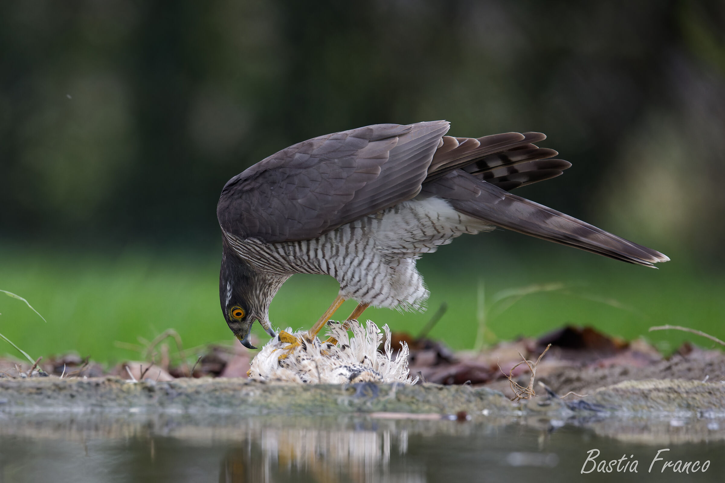 Sparviero in alimentazione