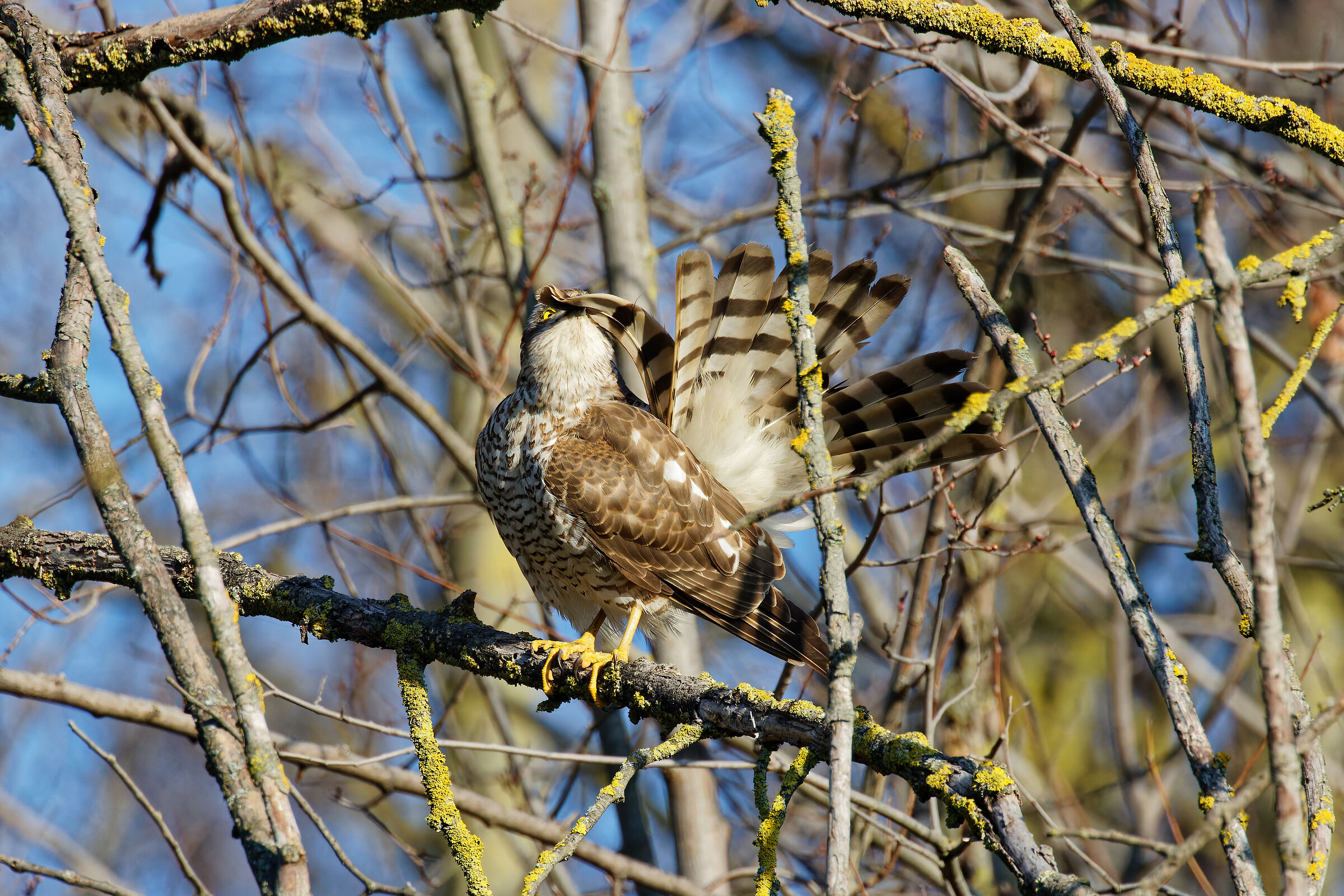 Sparviero pulizia delle piume