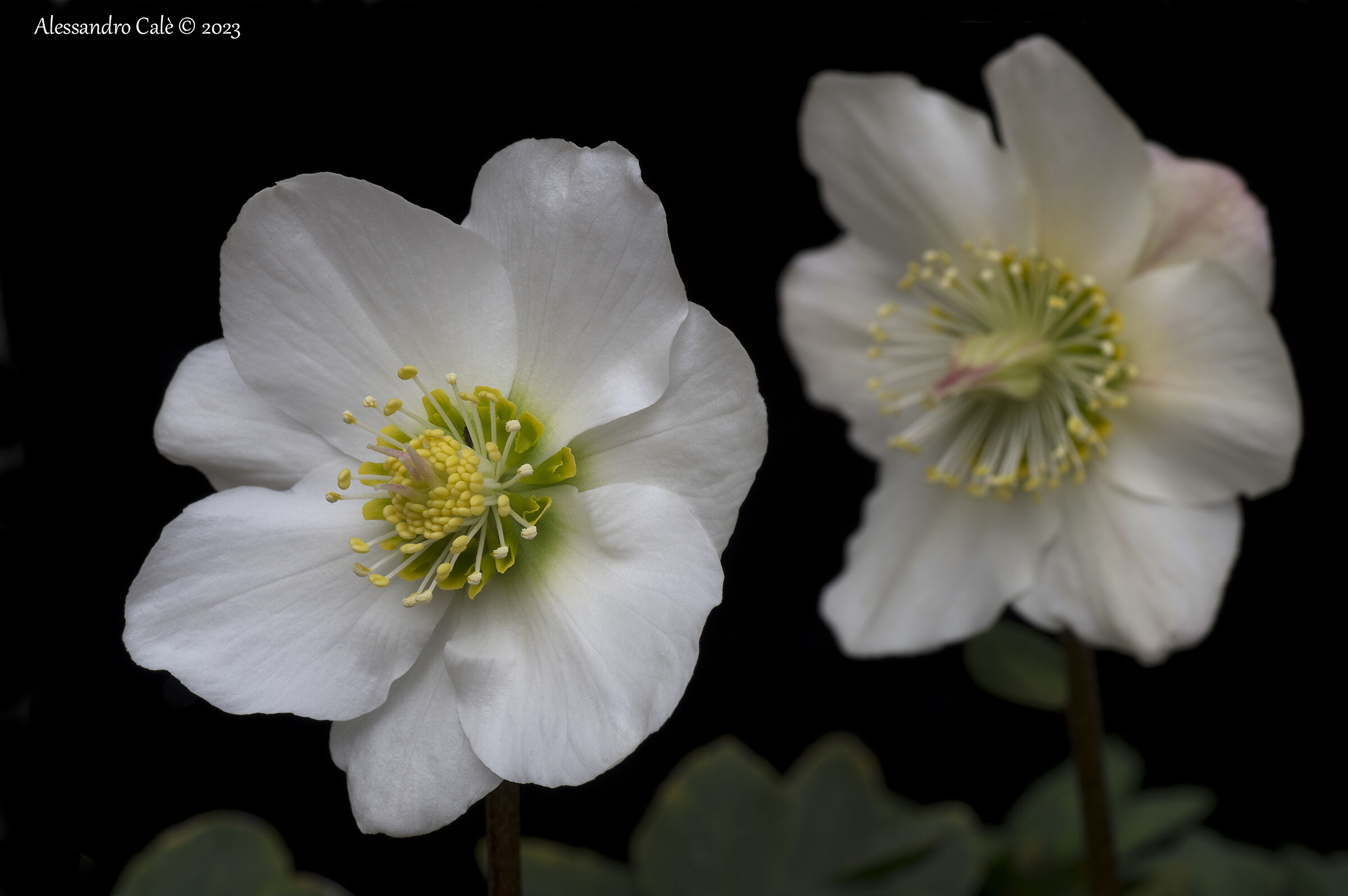 Helleborus niger (Rosa di Natale) 2541