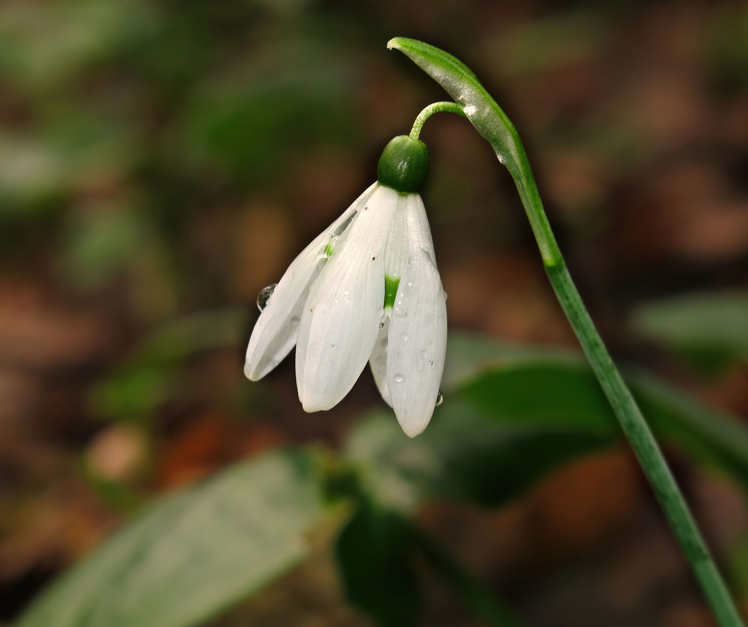 galanthus nivalis