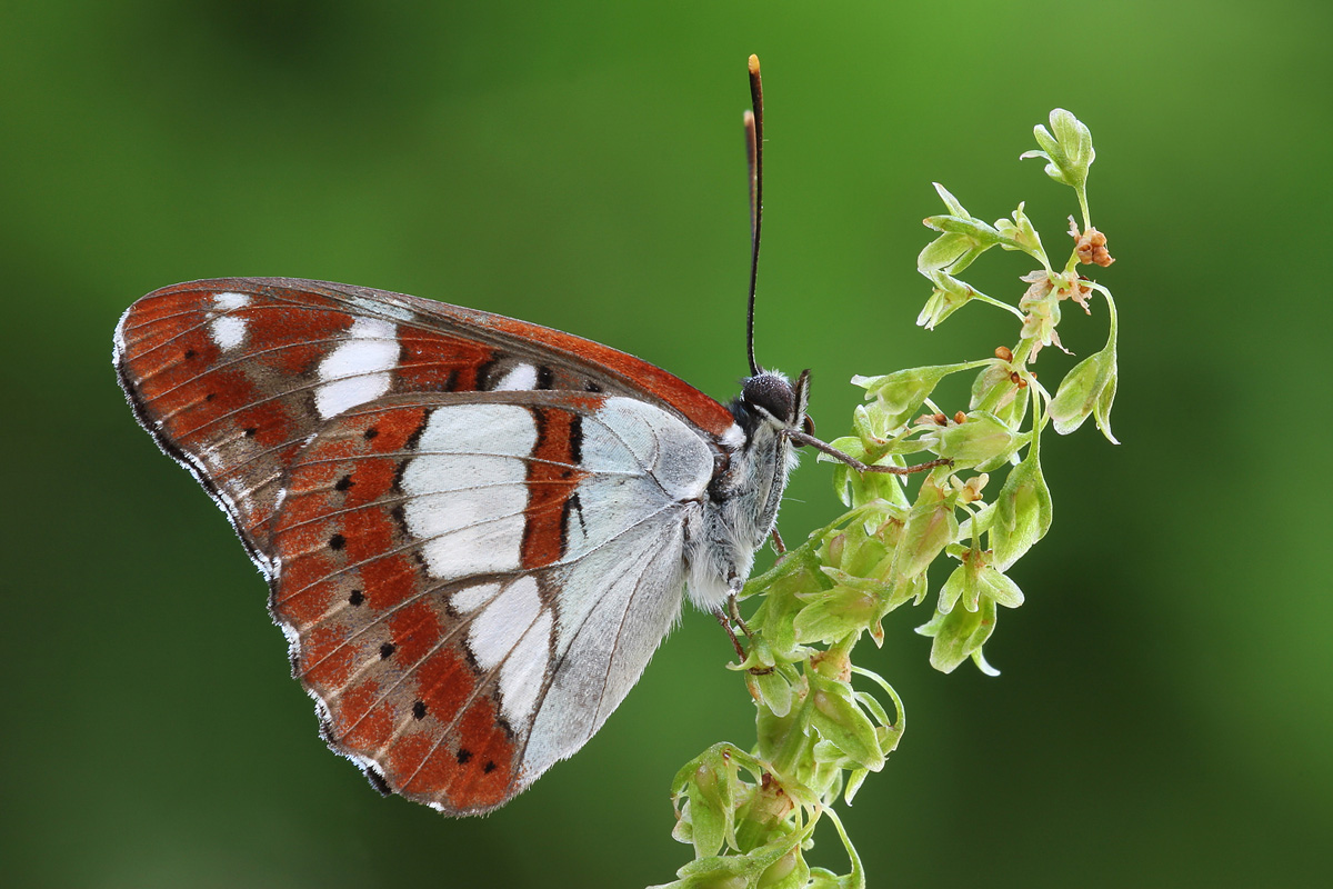 Limenitis reducta