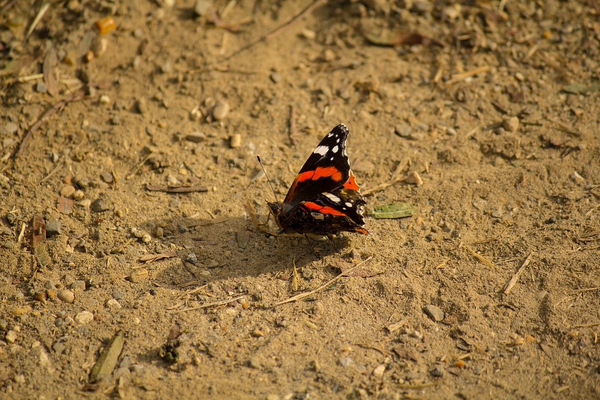 butterfly