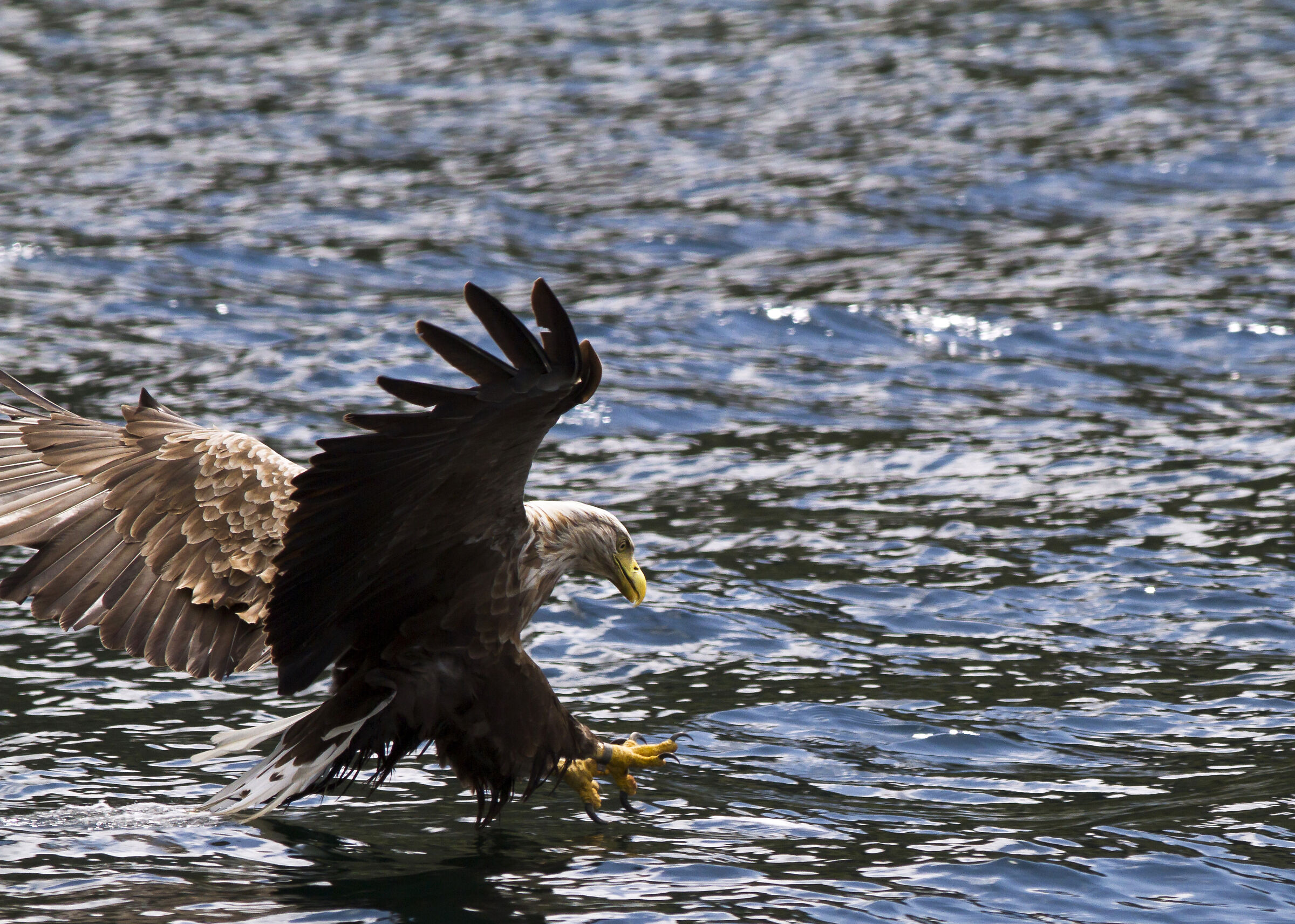 Sea eagle fishing (Scotland)