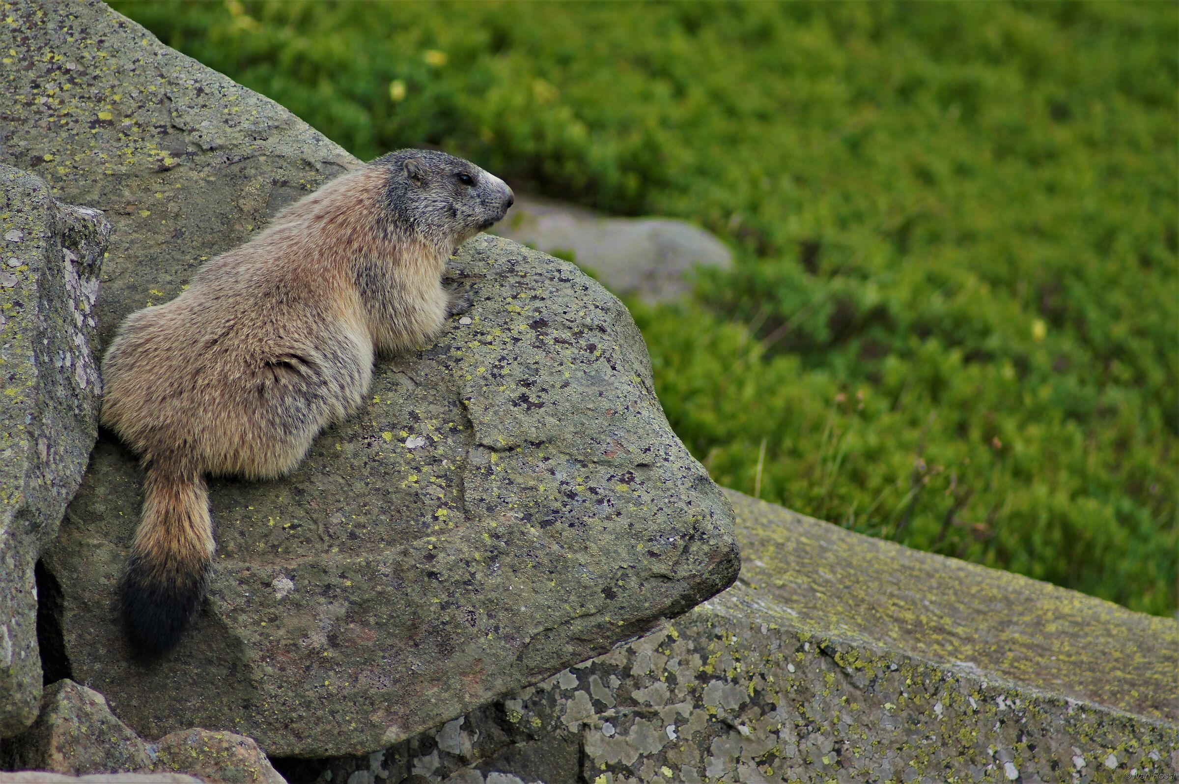 Marmotta appenninica