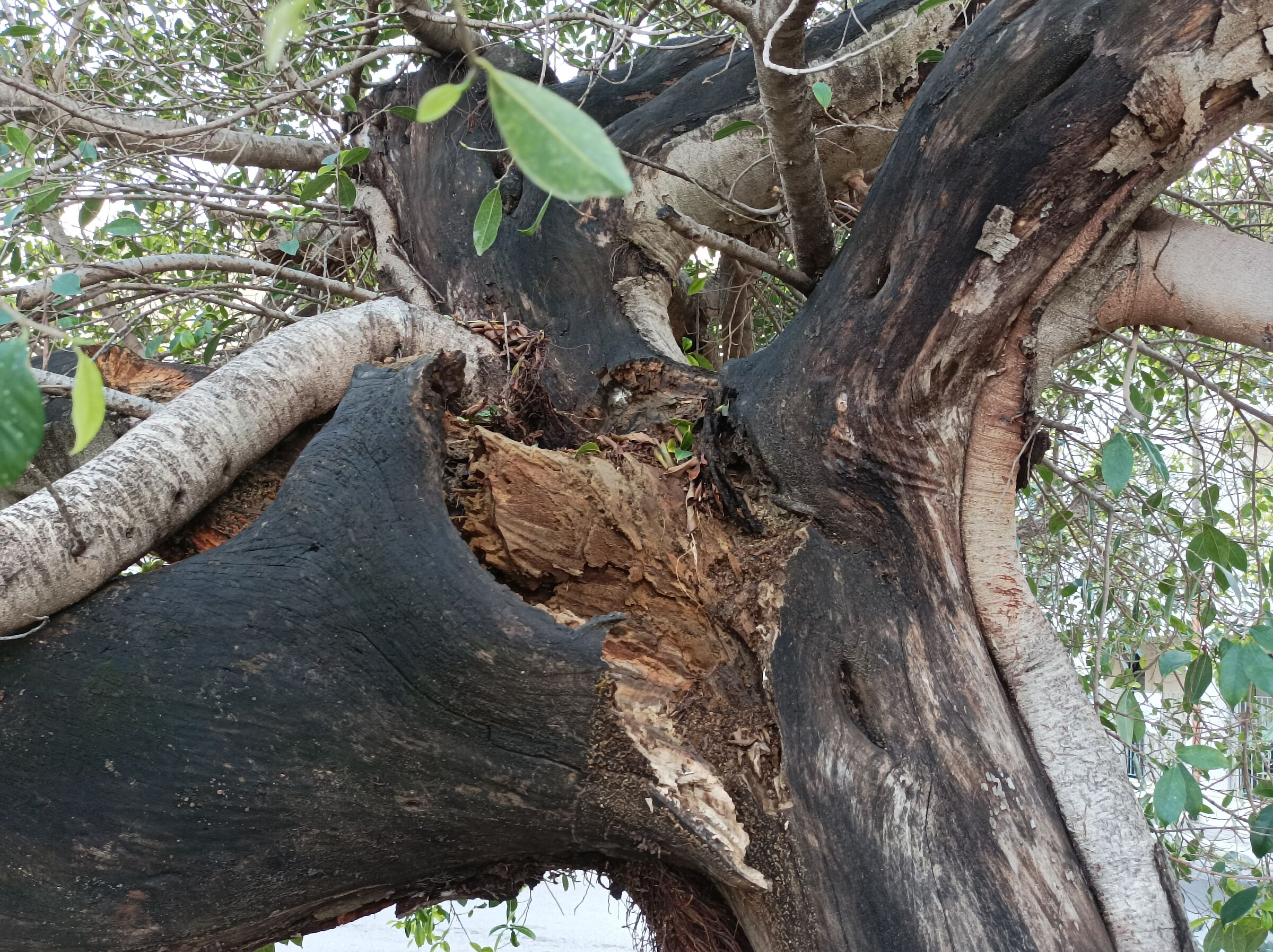 Devastating lightning