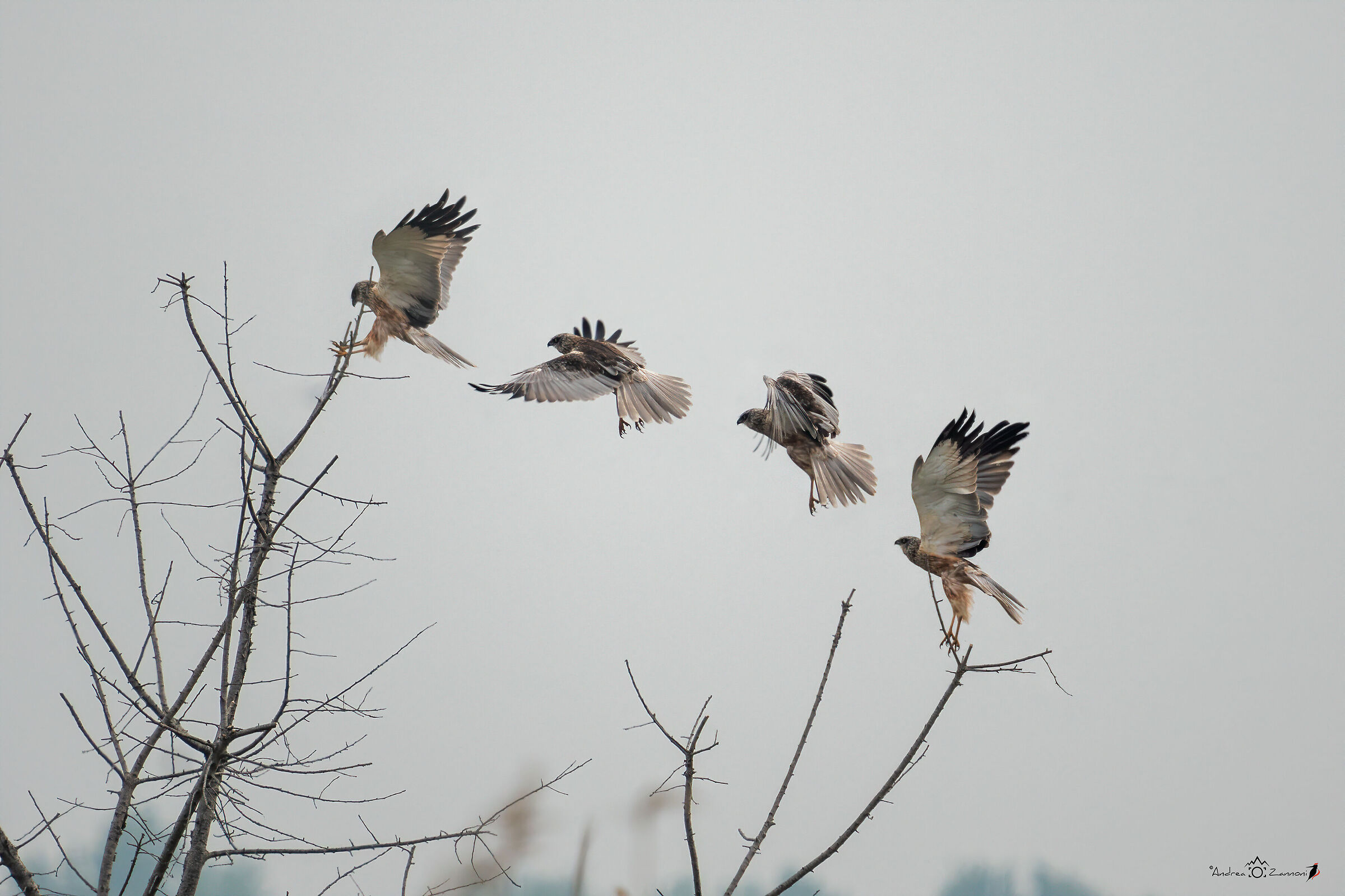 Marsh harrier