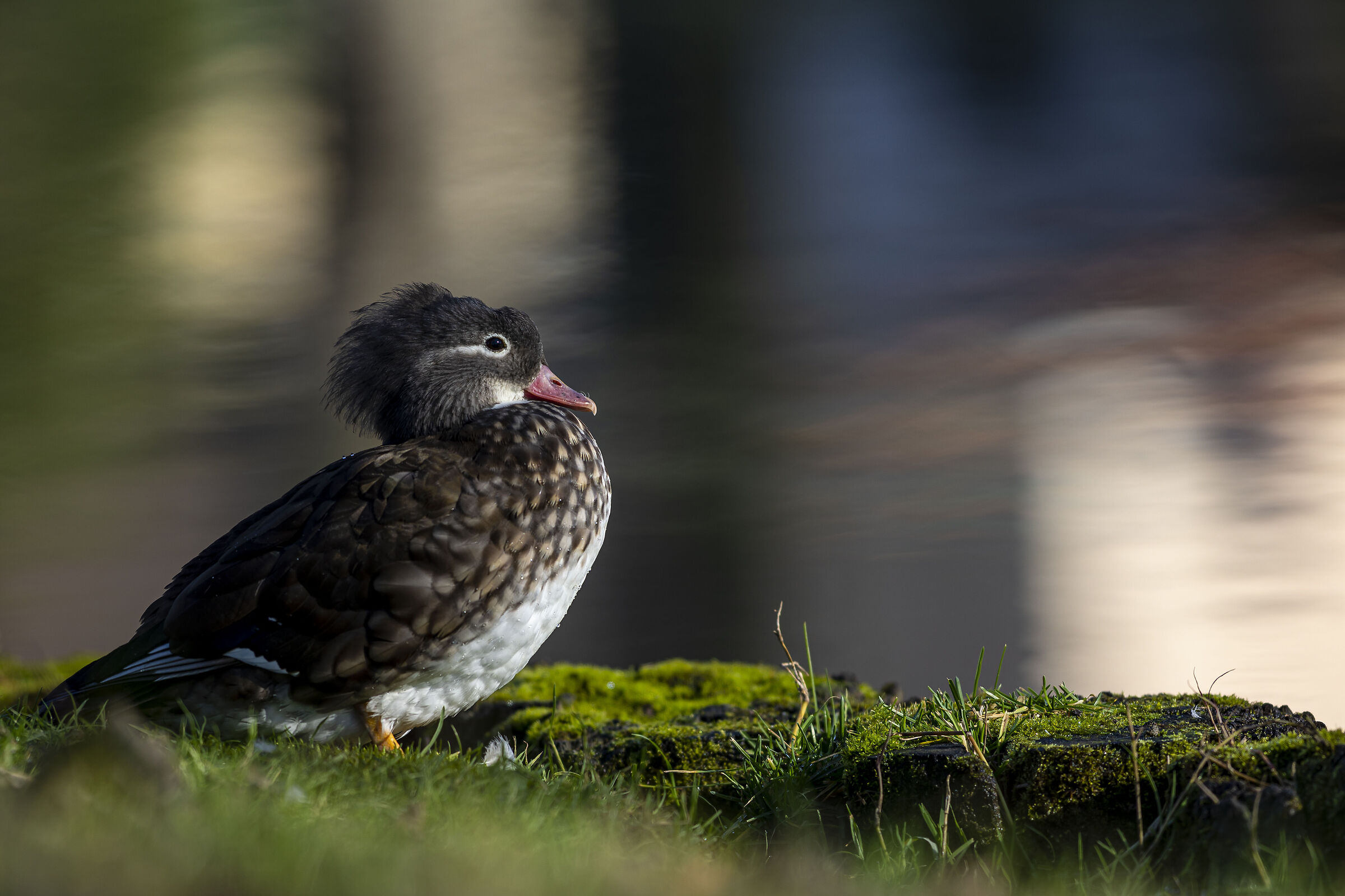 Mandarin duck