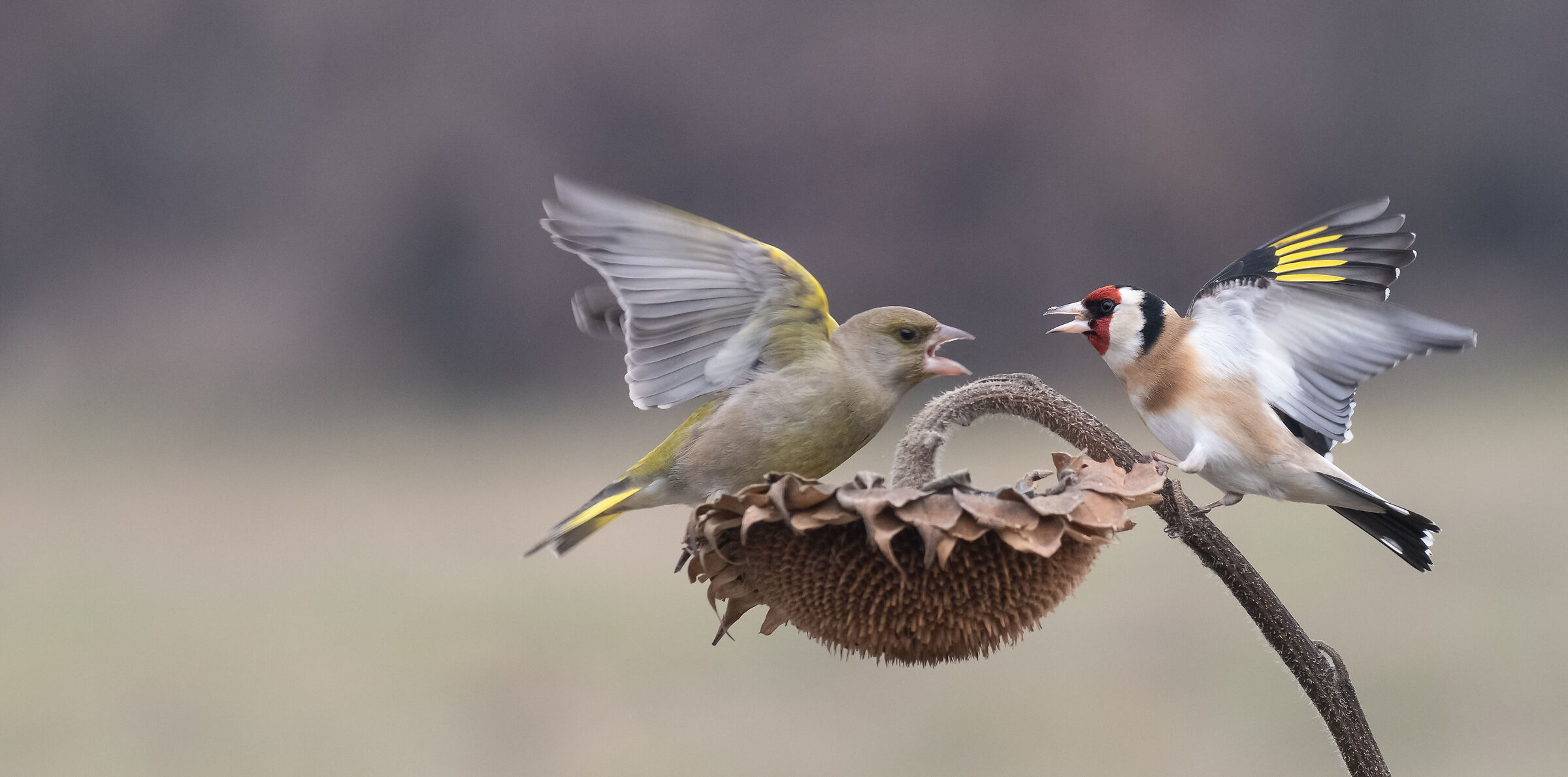 Greenfinch vs Goldfinch