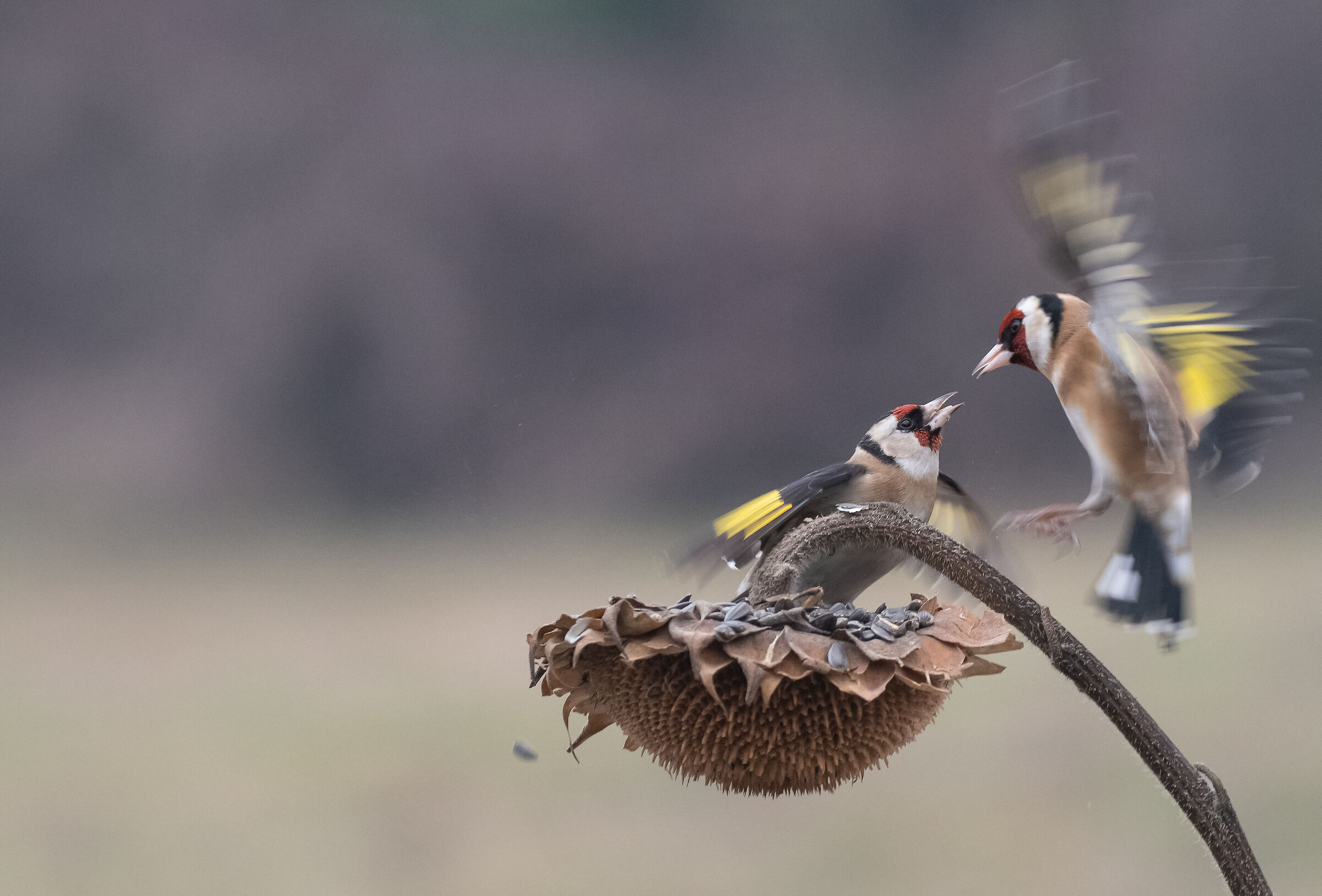 goldfinches
