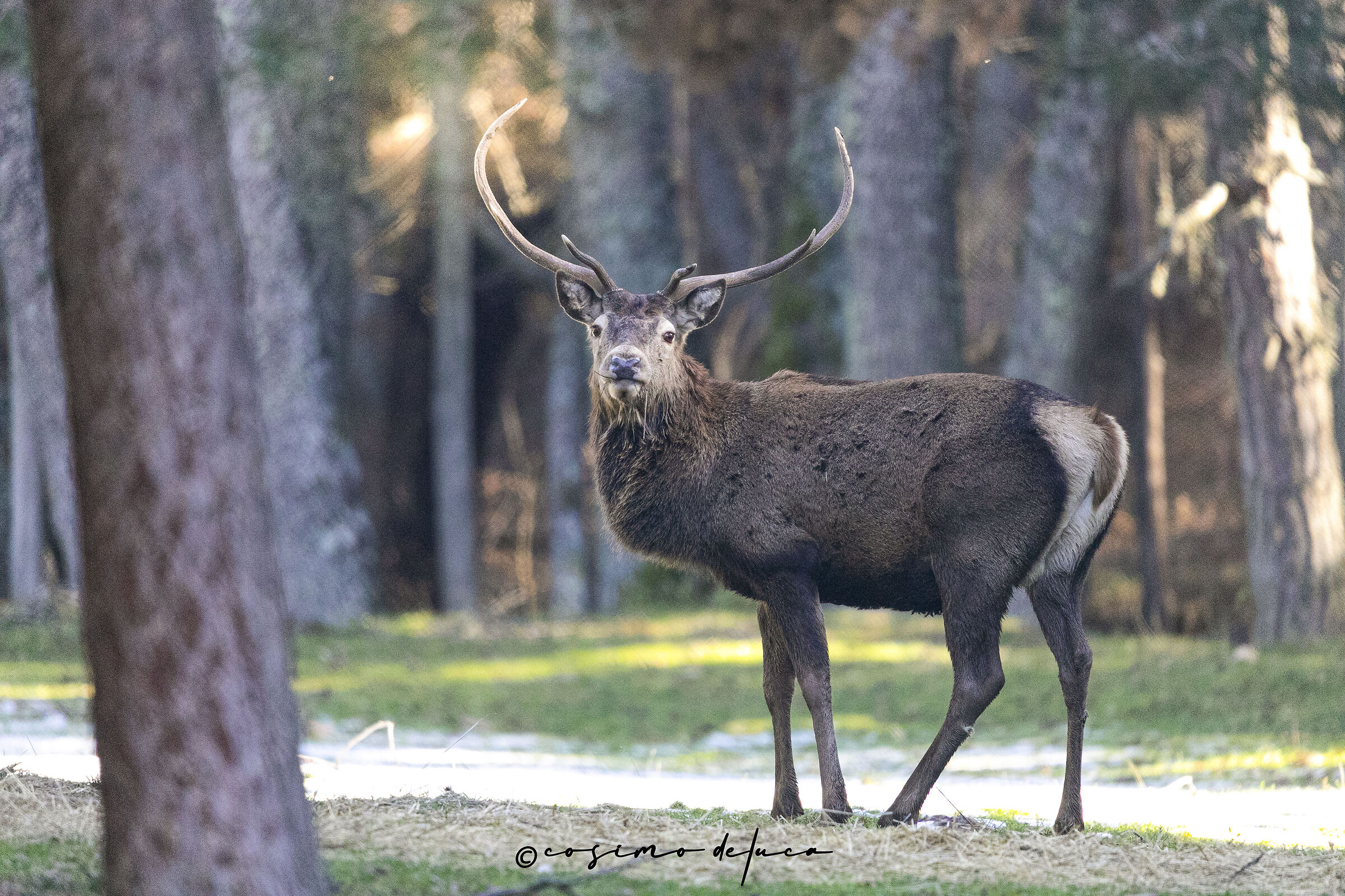 Cervus elaphus