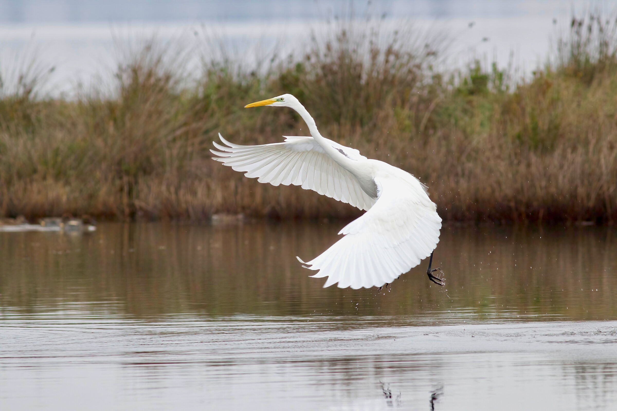 Great white heron