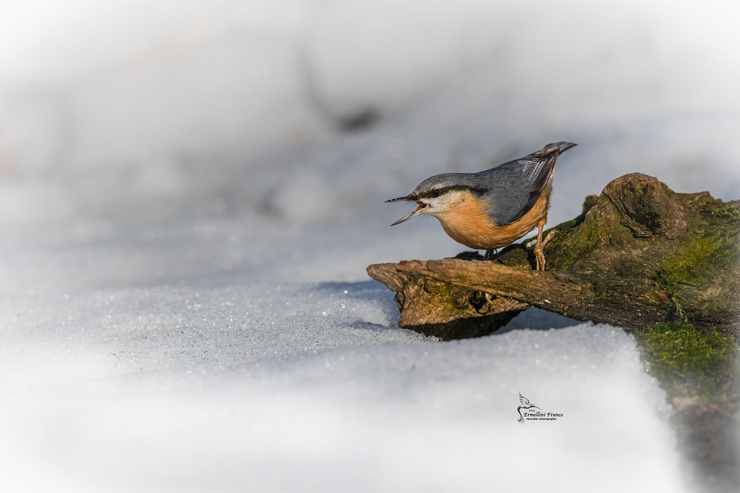 Wood nuthatch