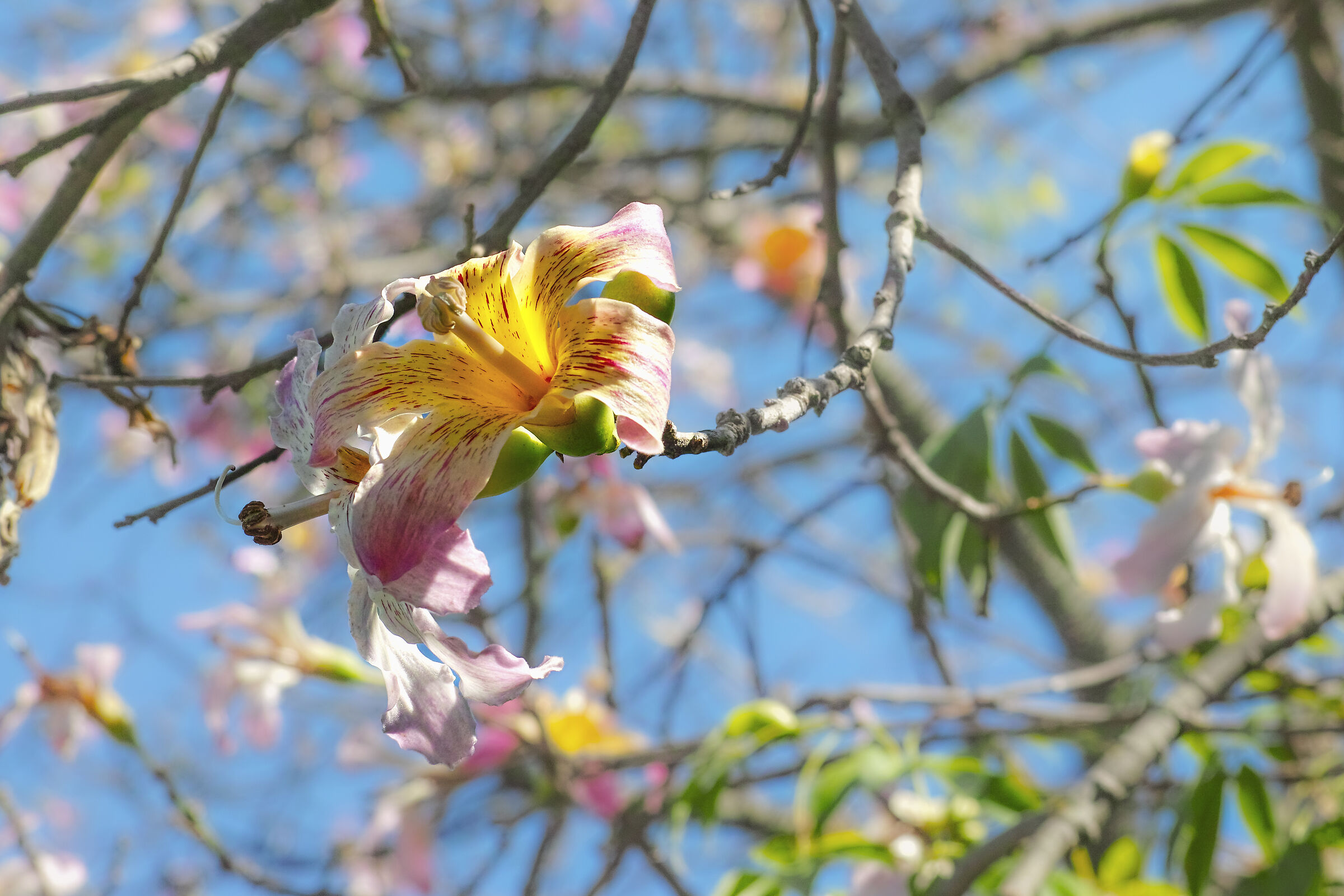 Chorisia speciosa -2.jpg