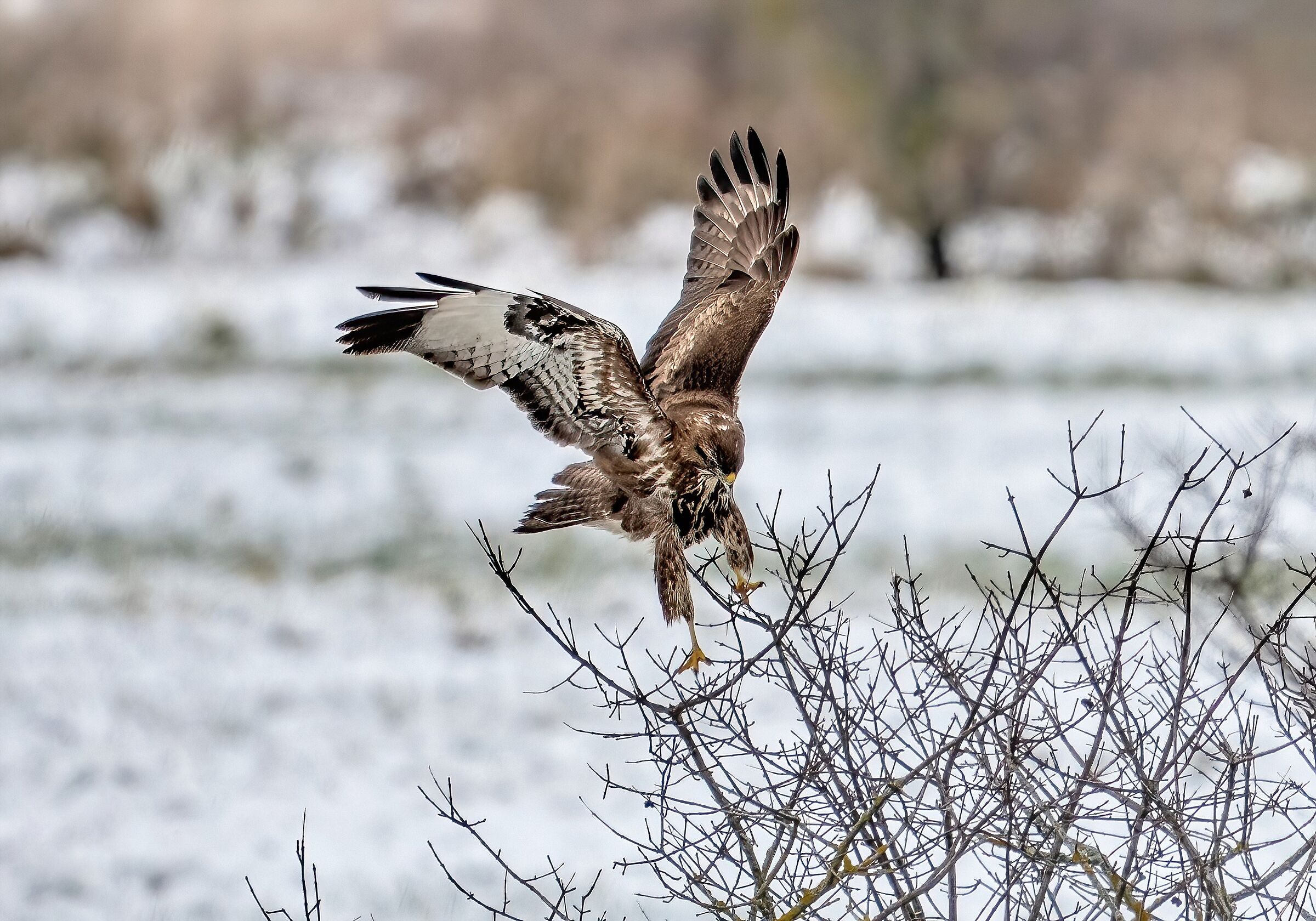 Buzzard (Buteo buteo)