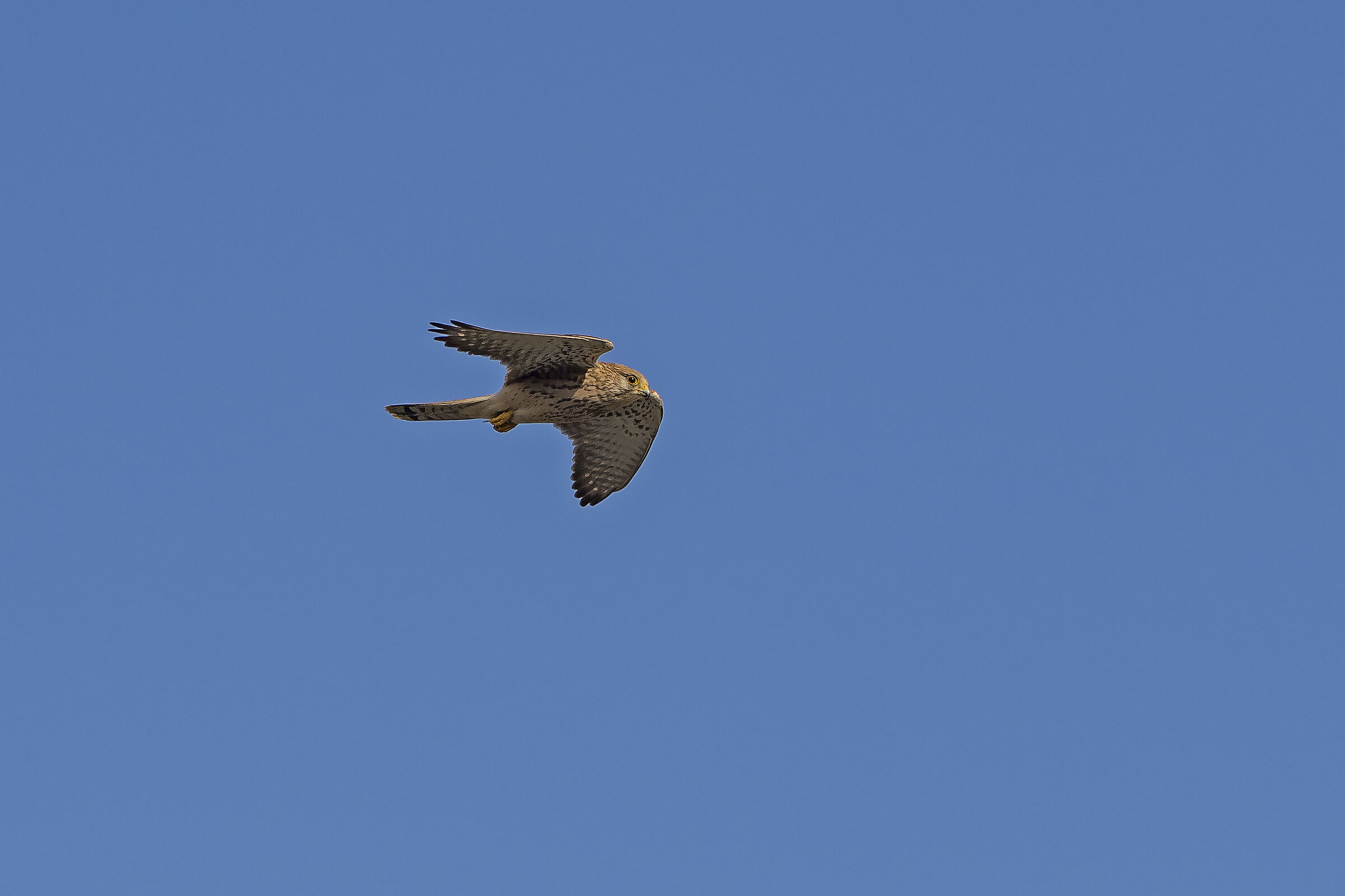 Kestrel