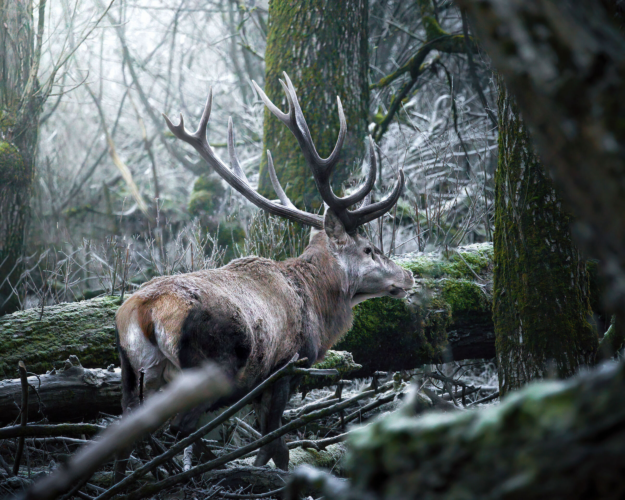 Deer