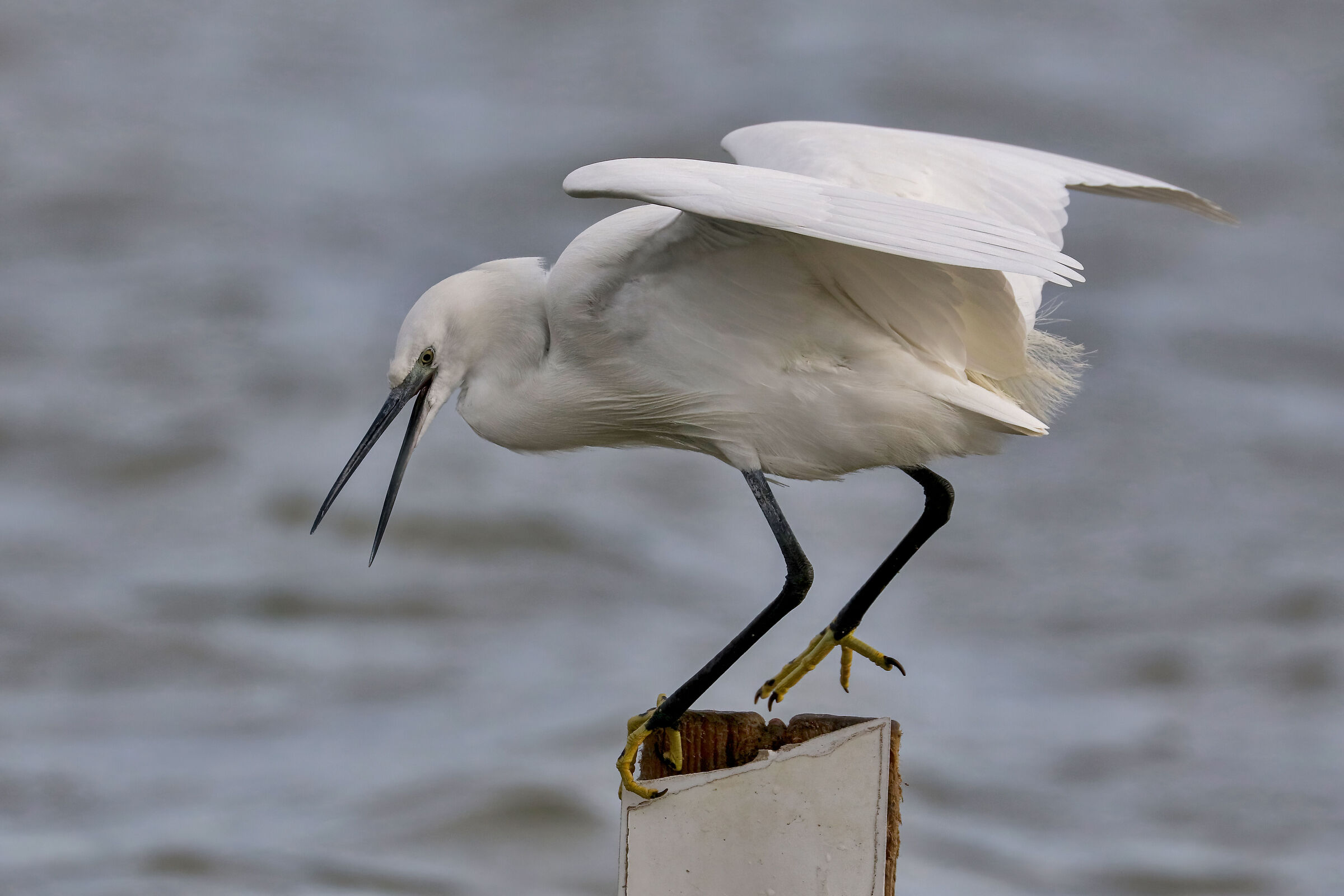 Egret