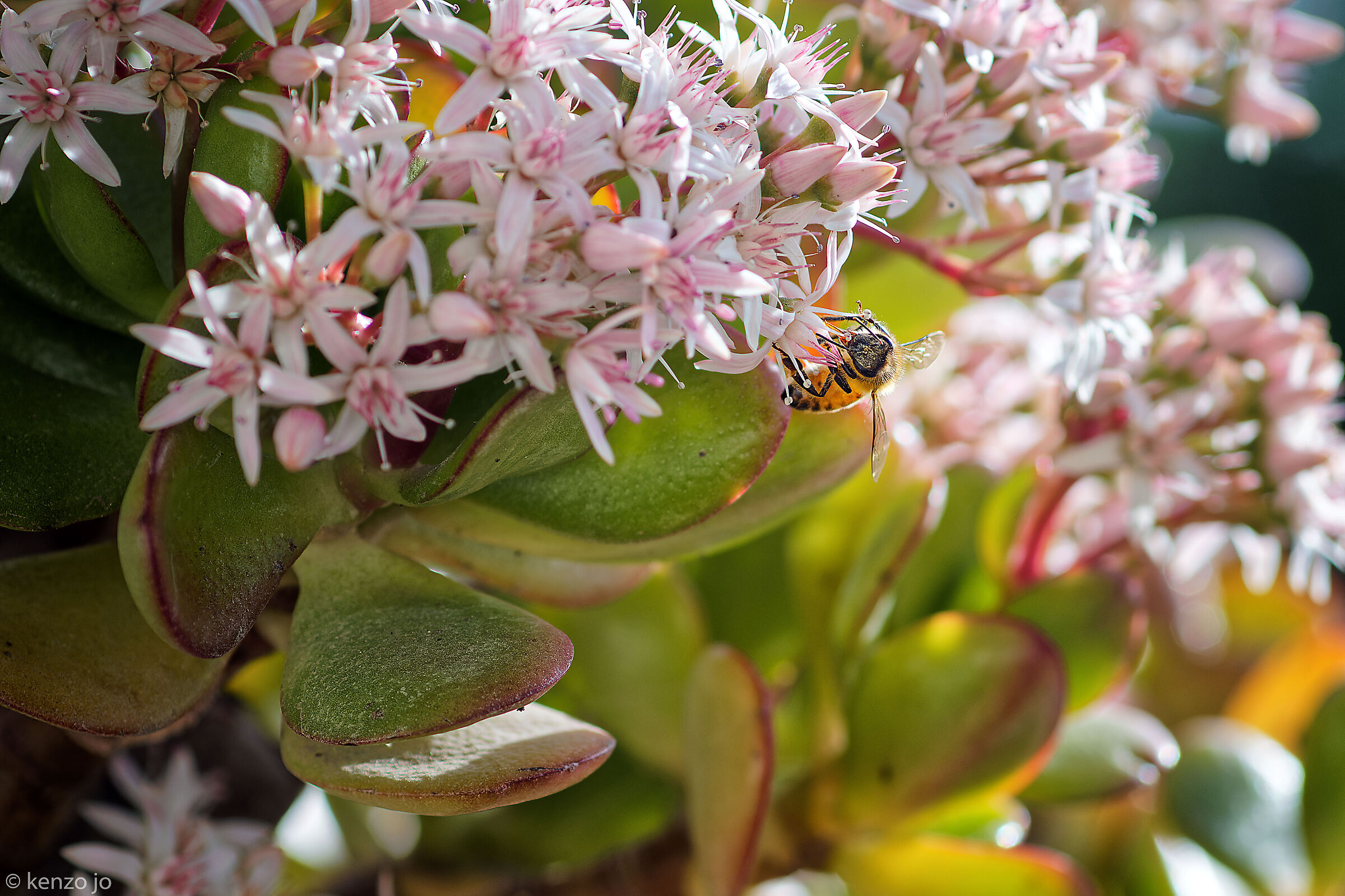 Bees "out of season"