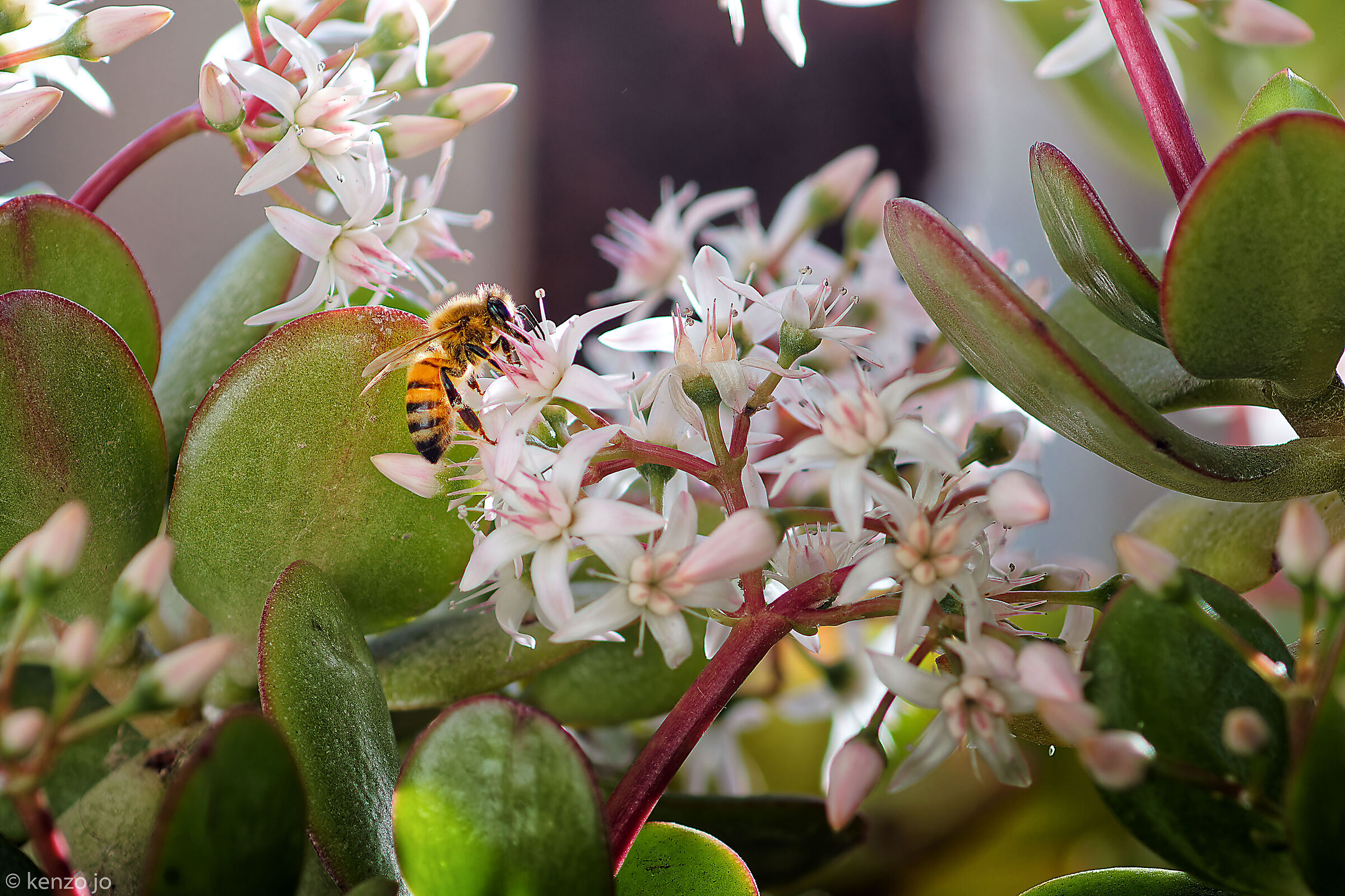 Bees "out of season"