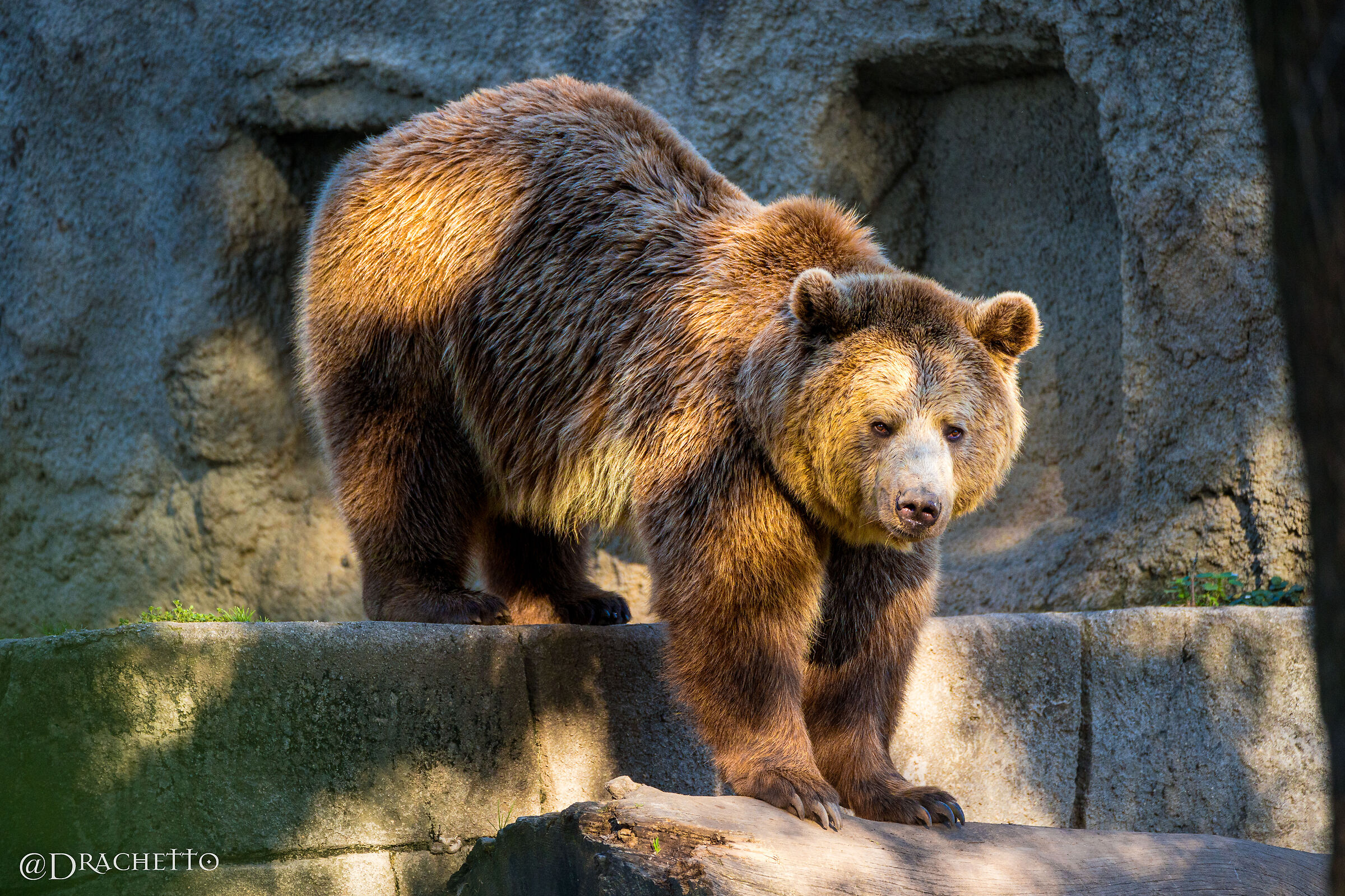 Bear at the Bioparco di Roma