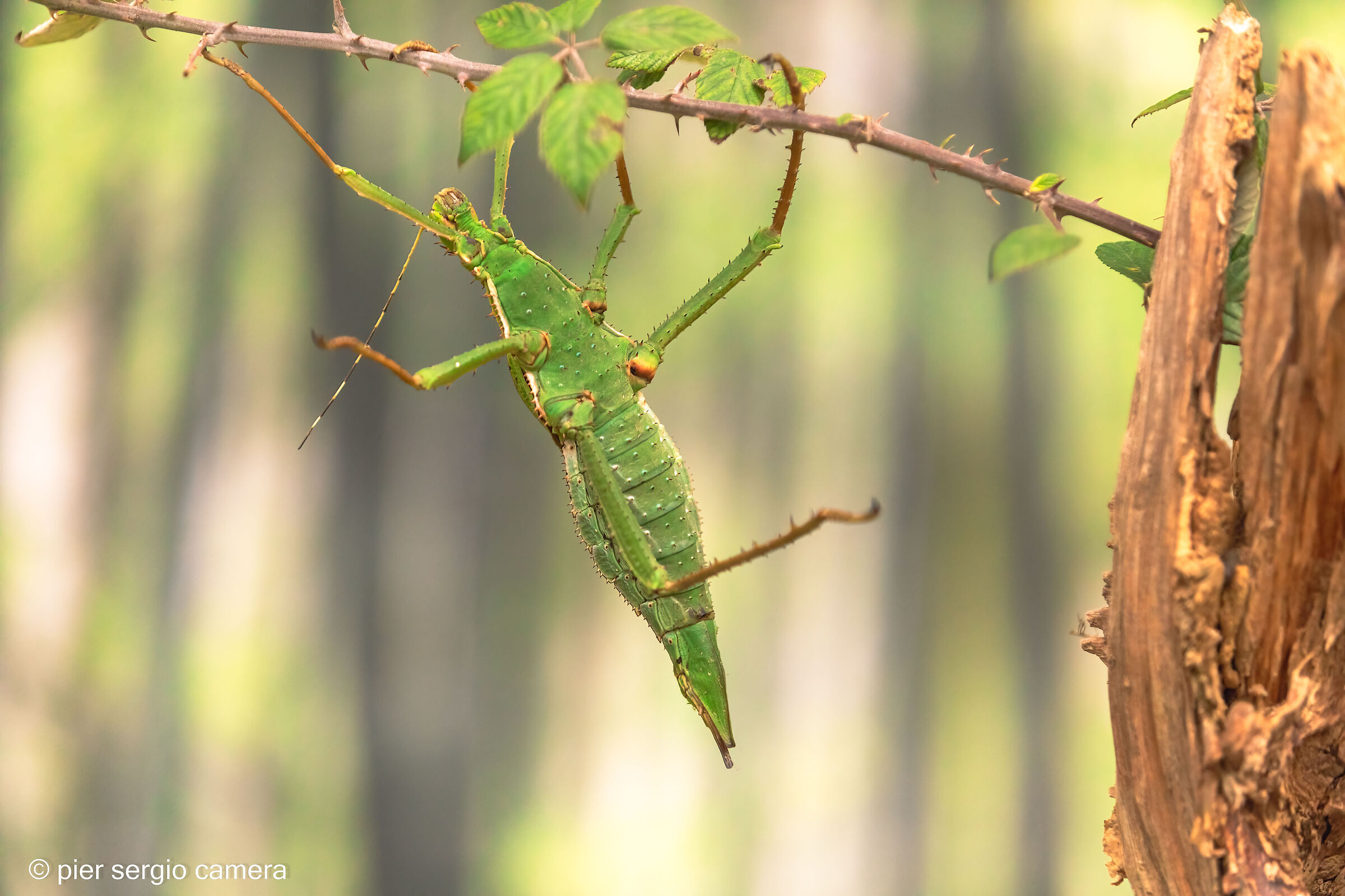 The tightrope walker
