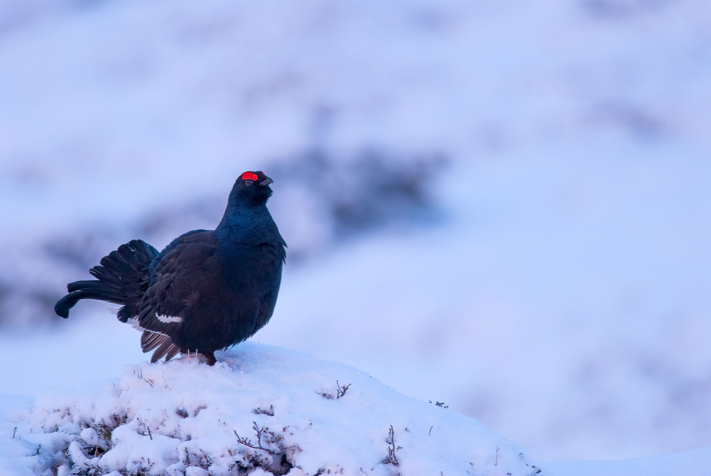 Galletto alle prime luci (Gallo Forcello)