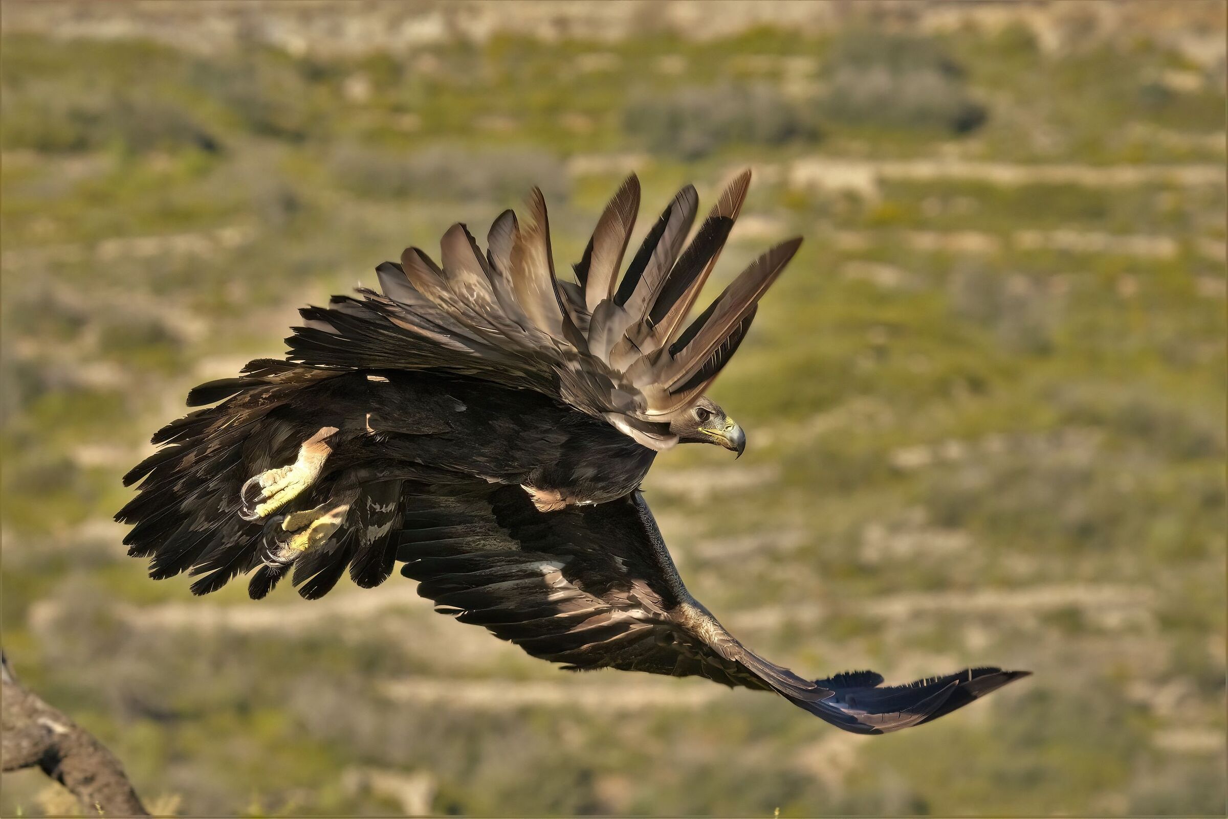Golden Eagle F.