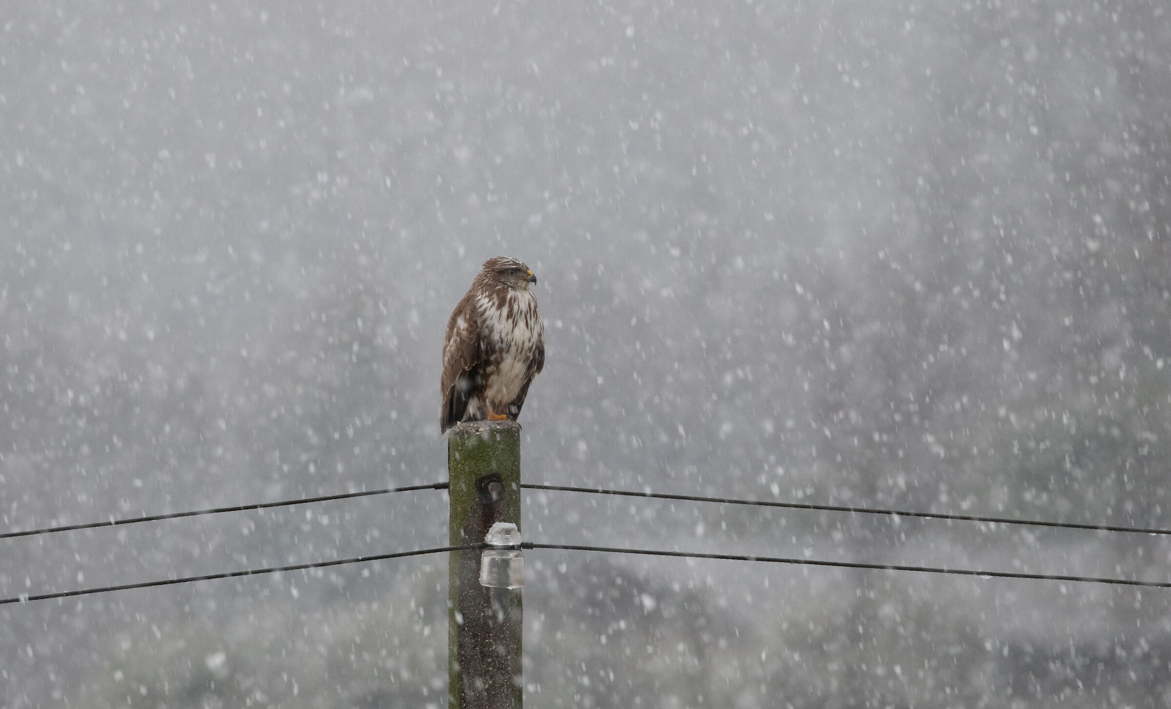 Buzzard in the snow