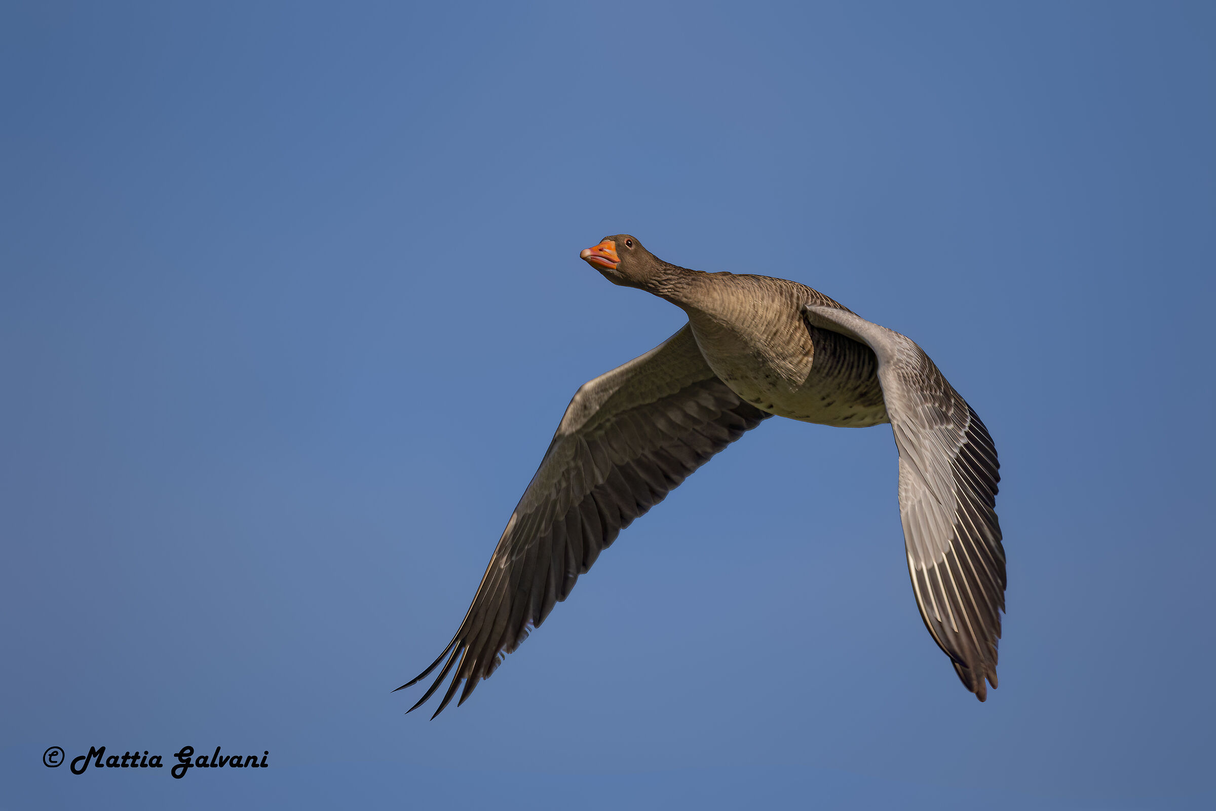 Wild goose in flight