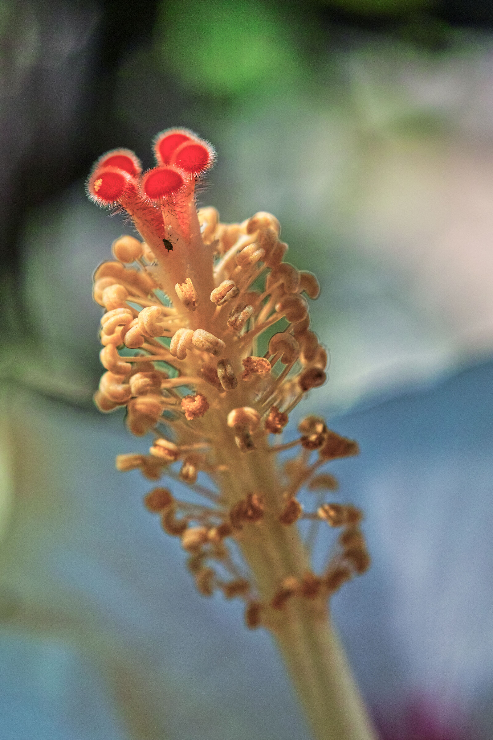 Stame di Hibiscus + ospite