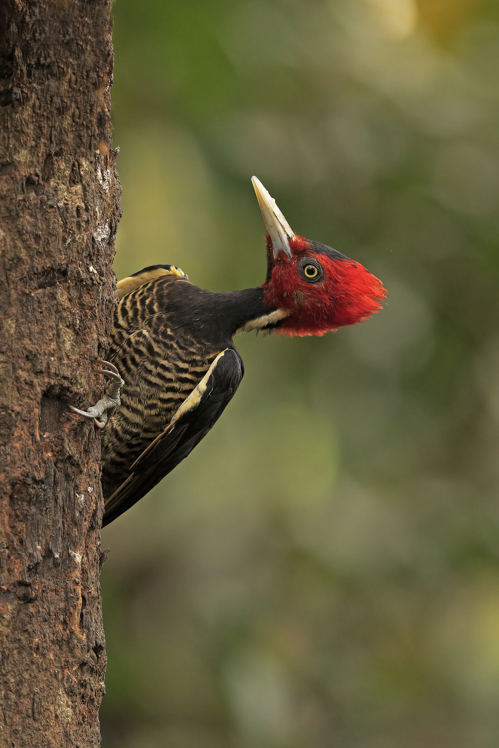The cutest woodpecker in Costa Rica