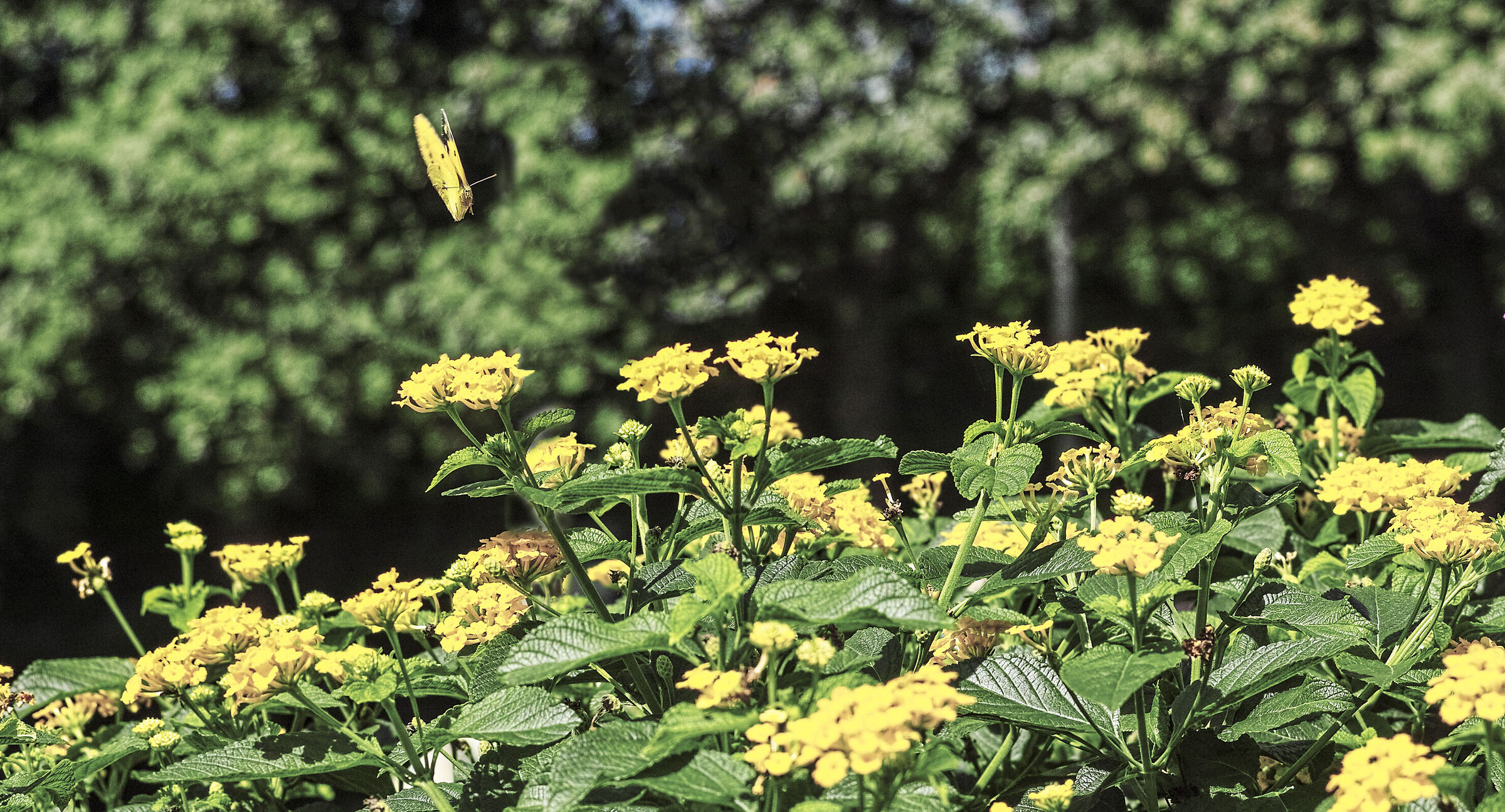 Gialla farfalla, gialli fiori...
