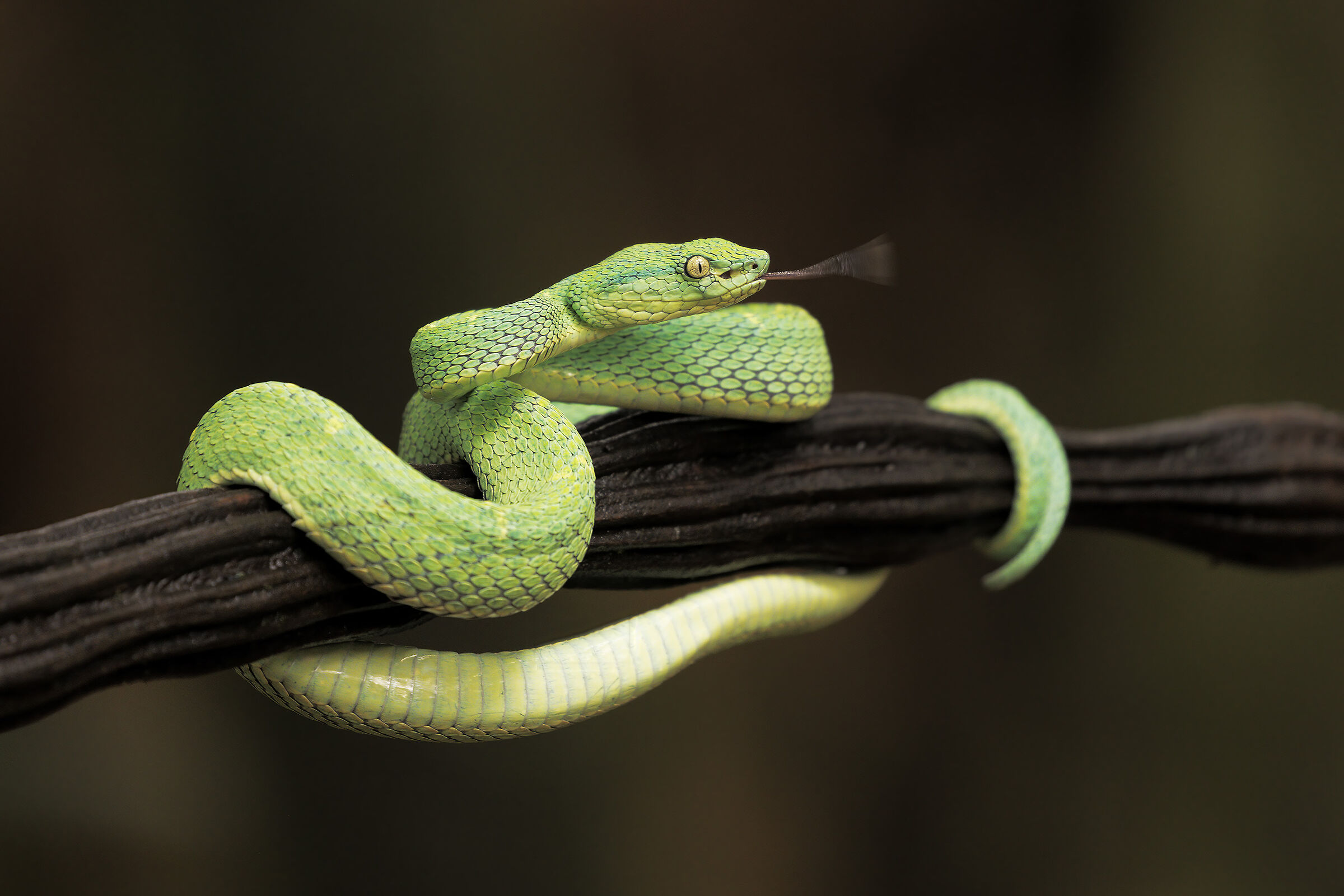 Beautiful and poisonous