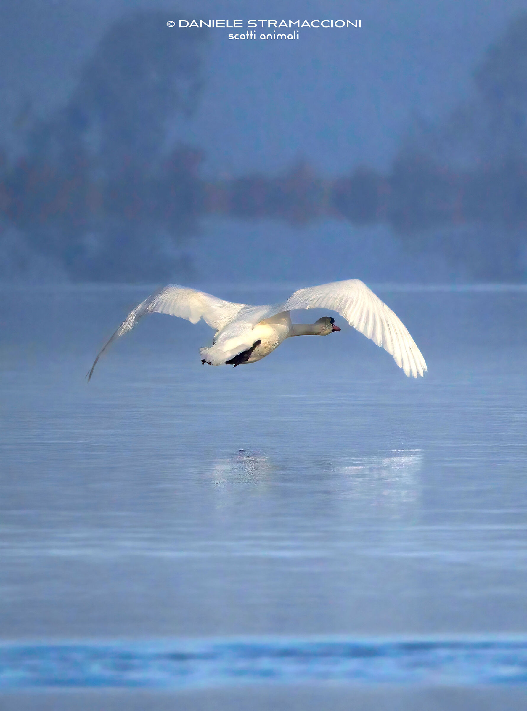 Mute swan
