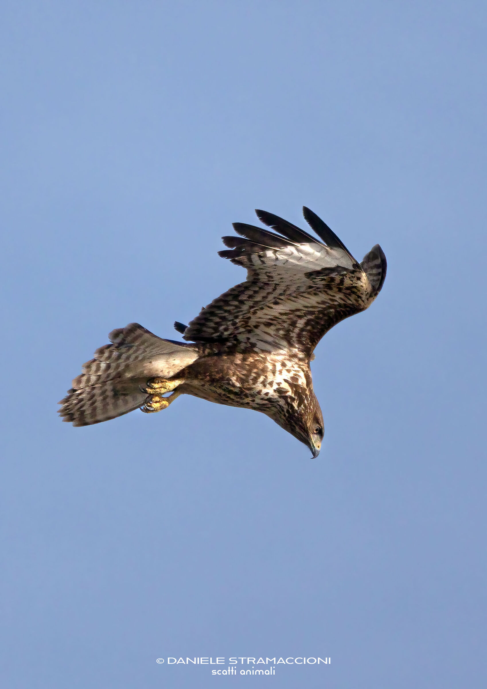 Buzzard
