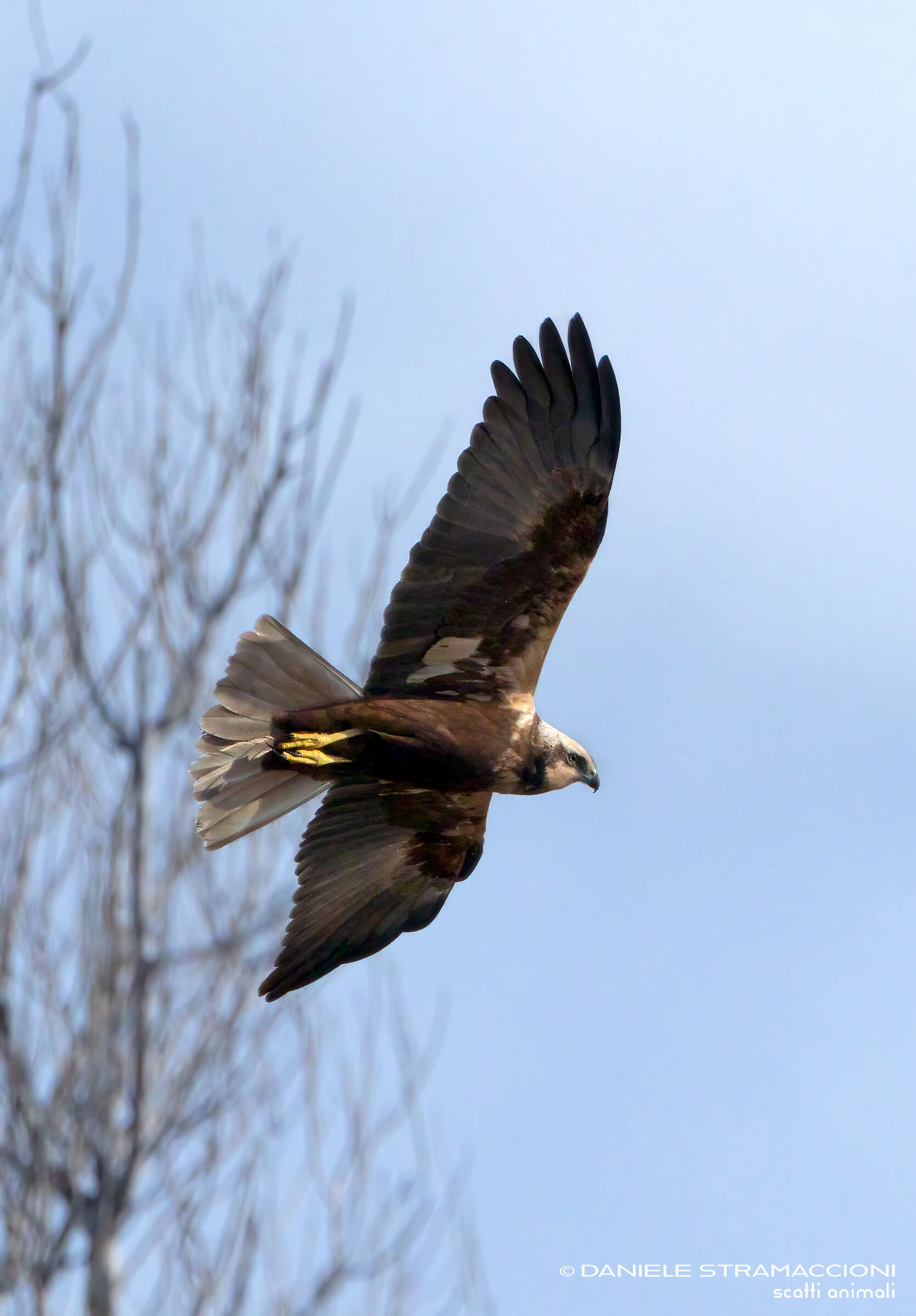 Marsh harrier