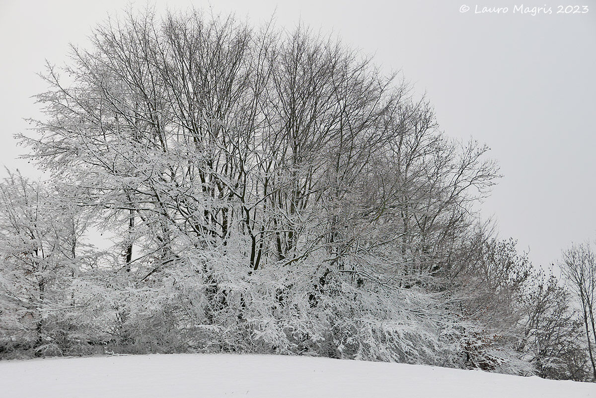 Ola di rami imbiancati