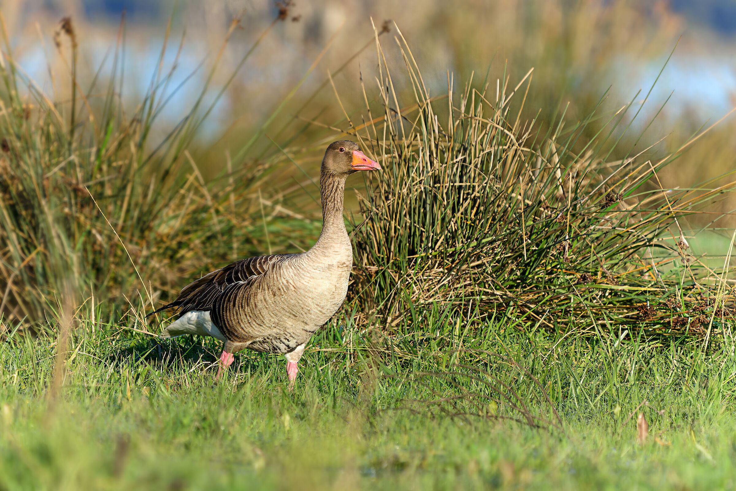 Greylag goose