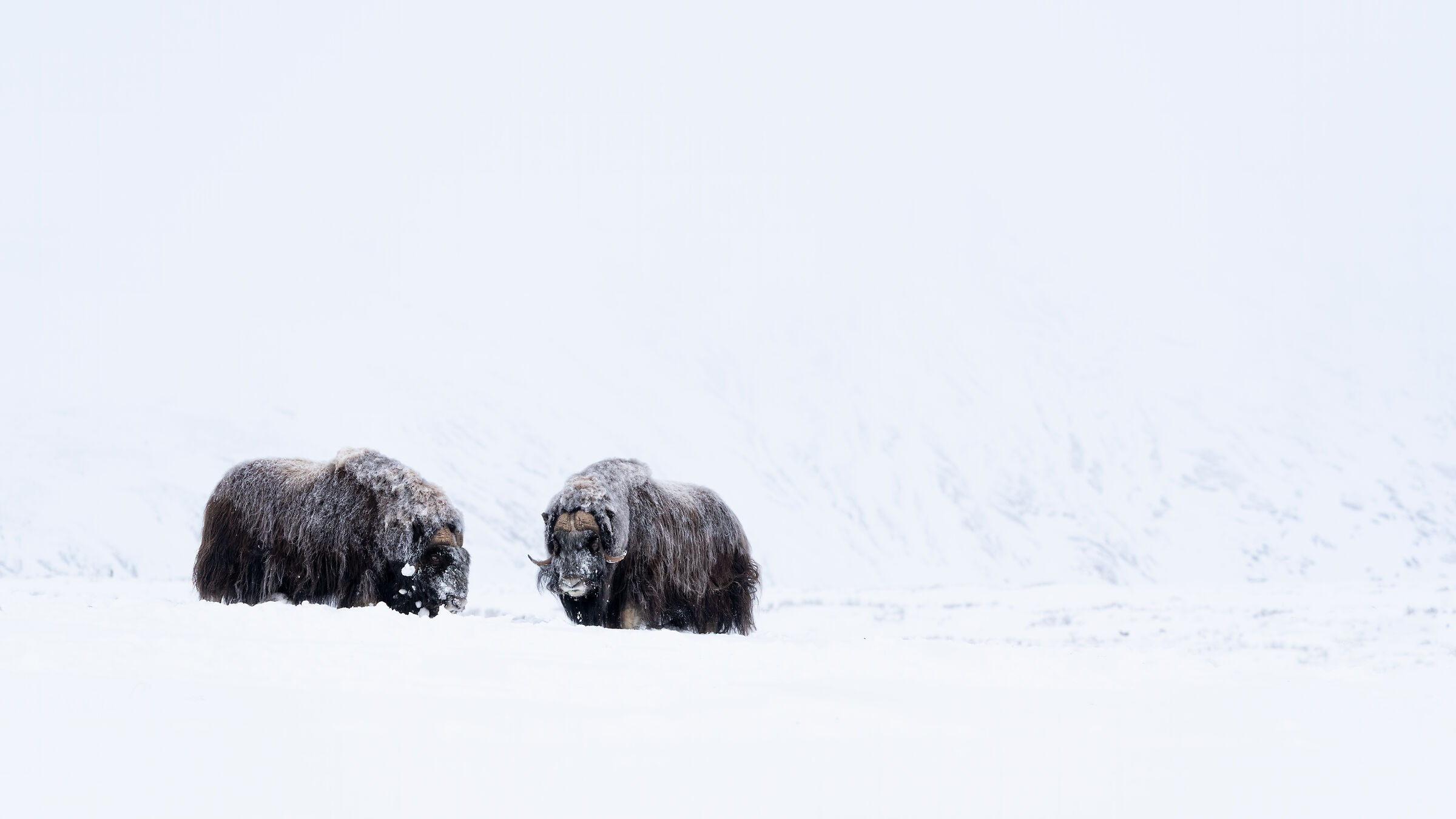 Mixed oxen