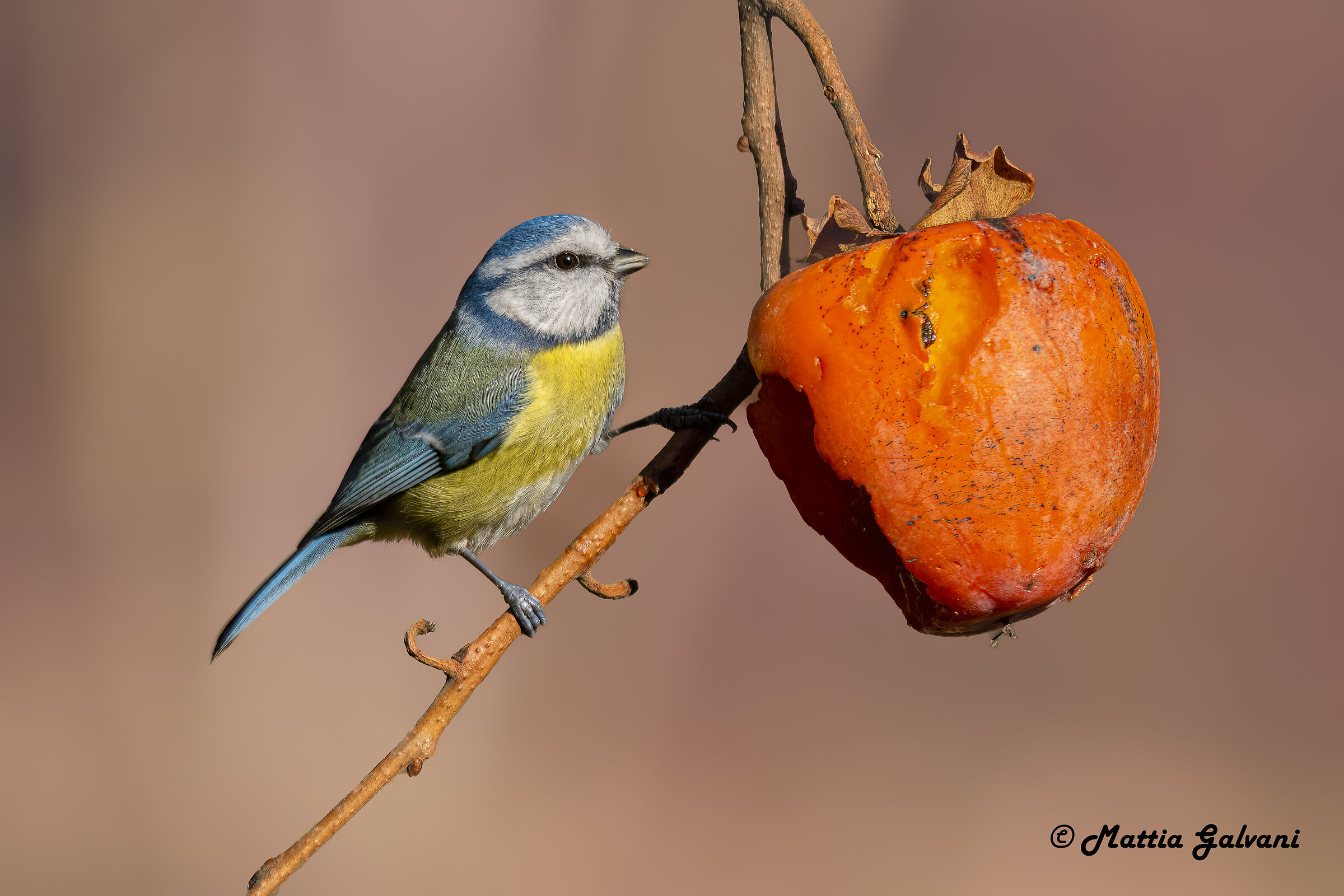 Blue and persimmon