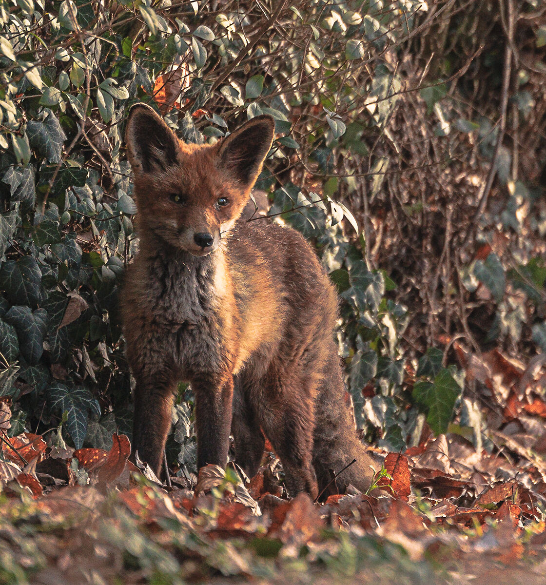 Fox