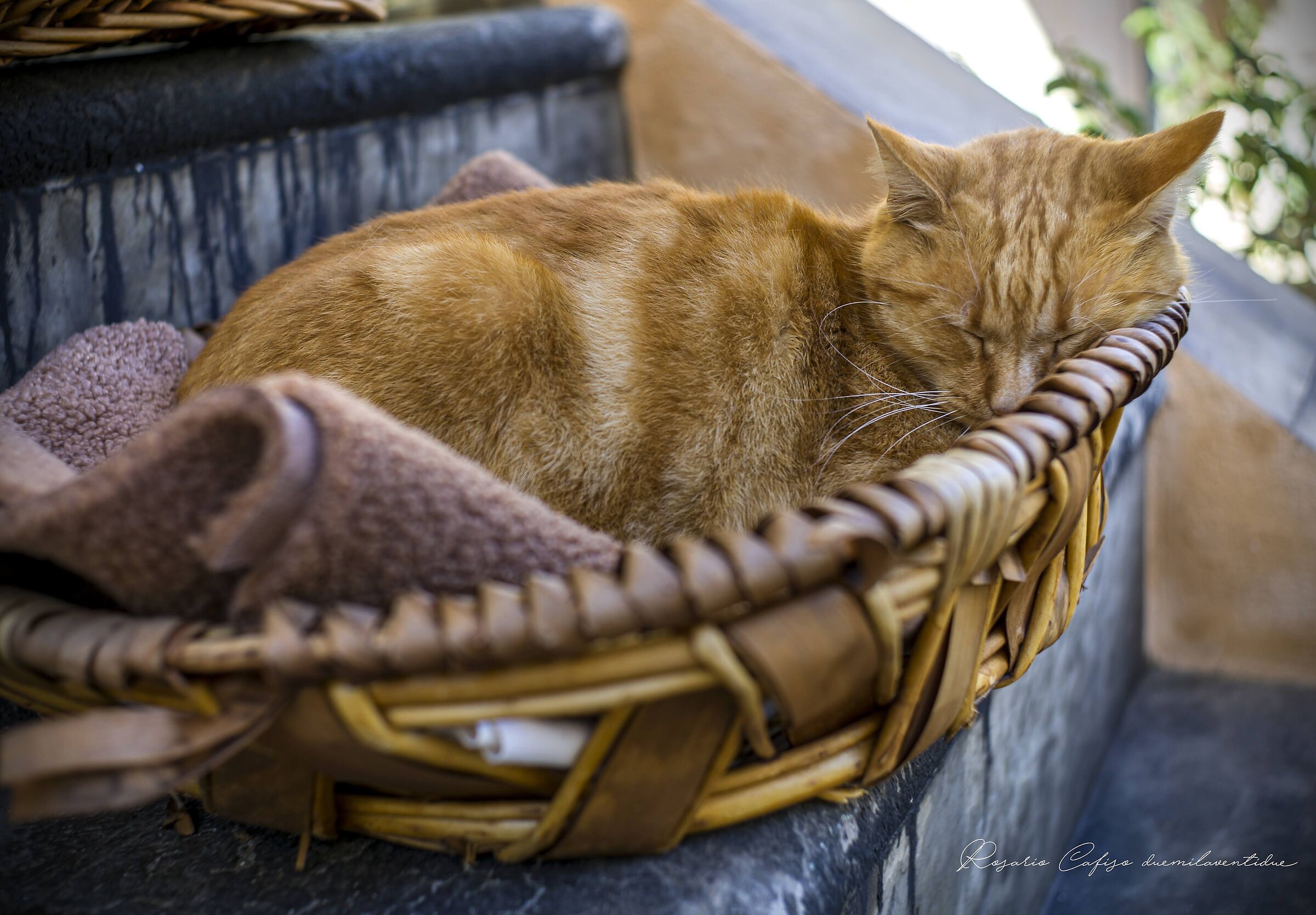 Chi dorme non piglia pesci