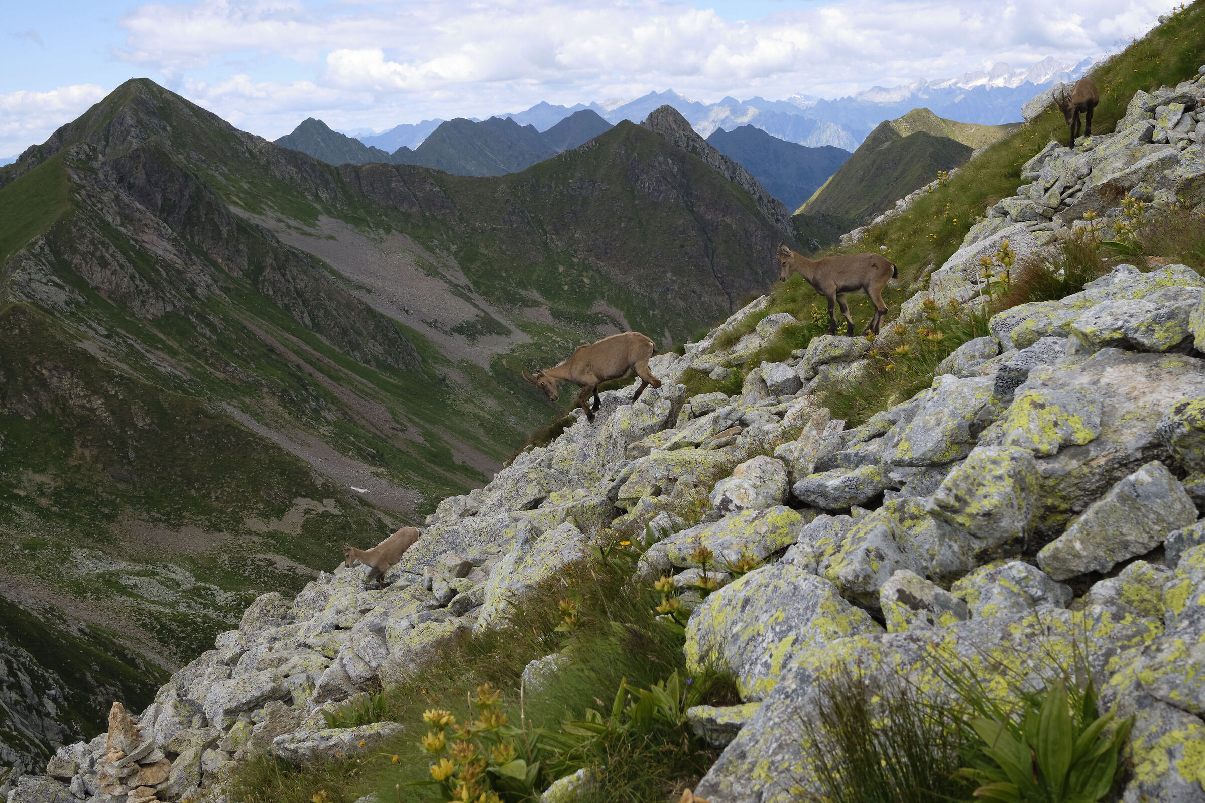 The descent of the Ibex