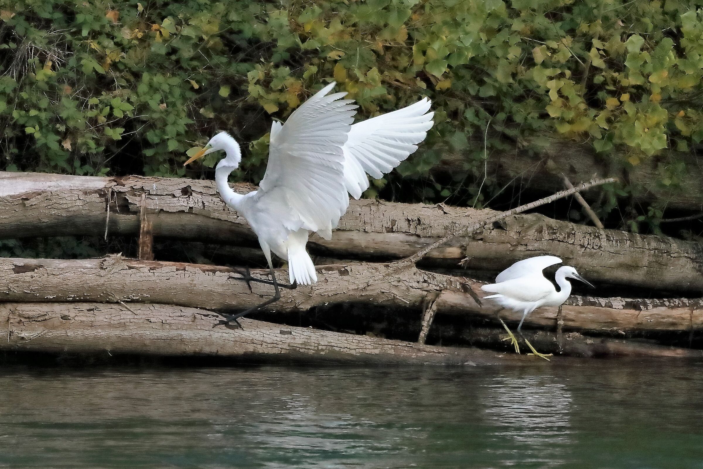 Airone BM 17-11-2022