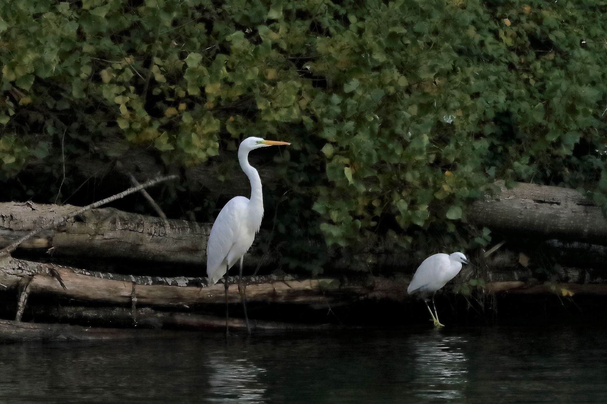 Airone BM 17-11-2022