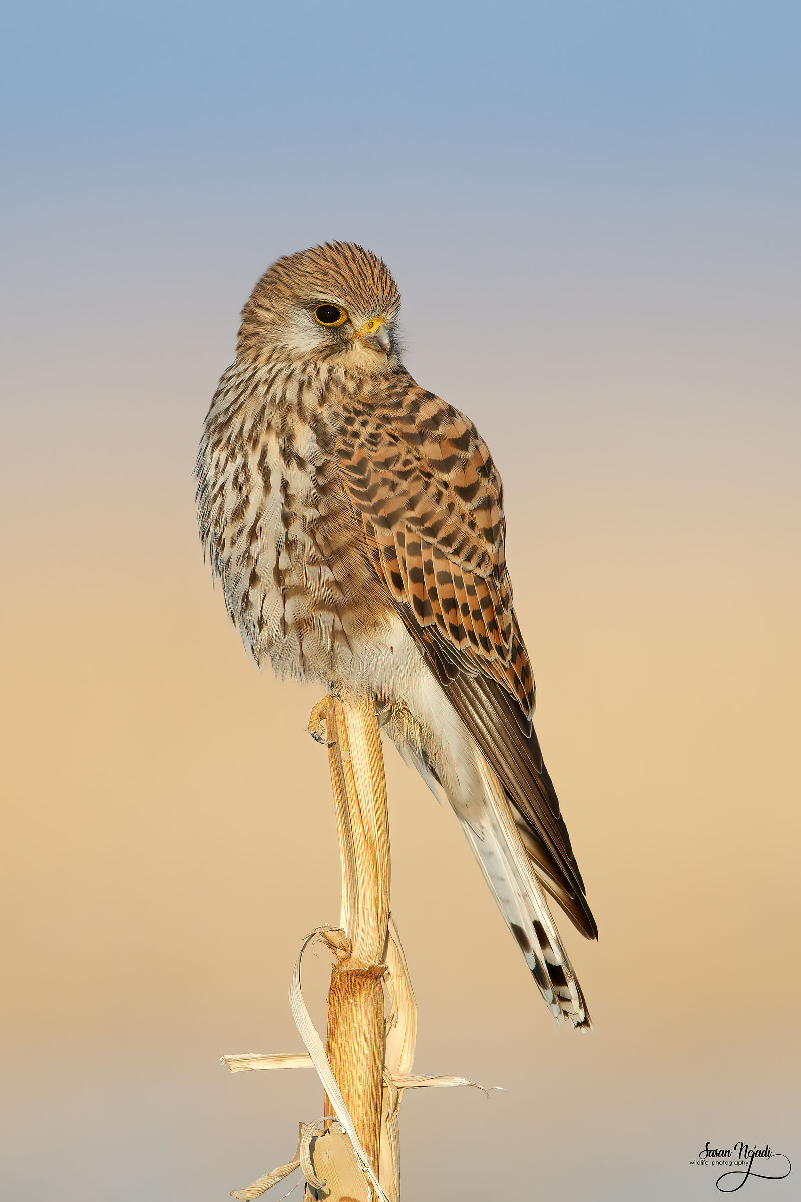 kestrel