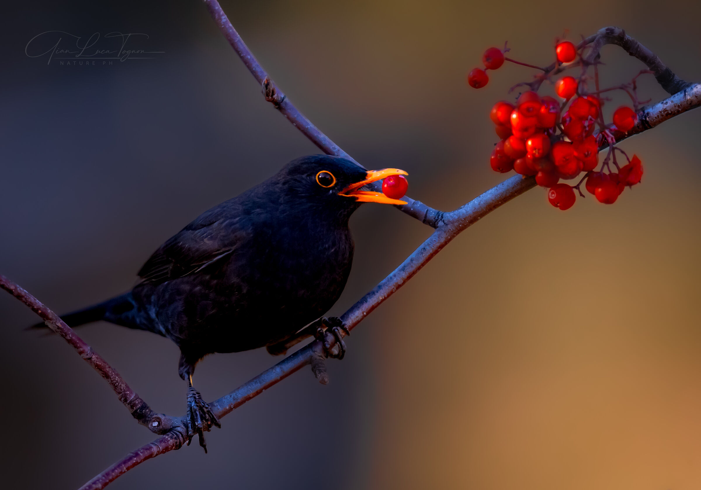 occhio, bacca, becco | eye, berry, beak